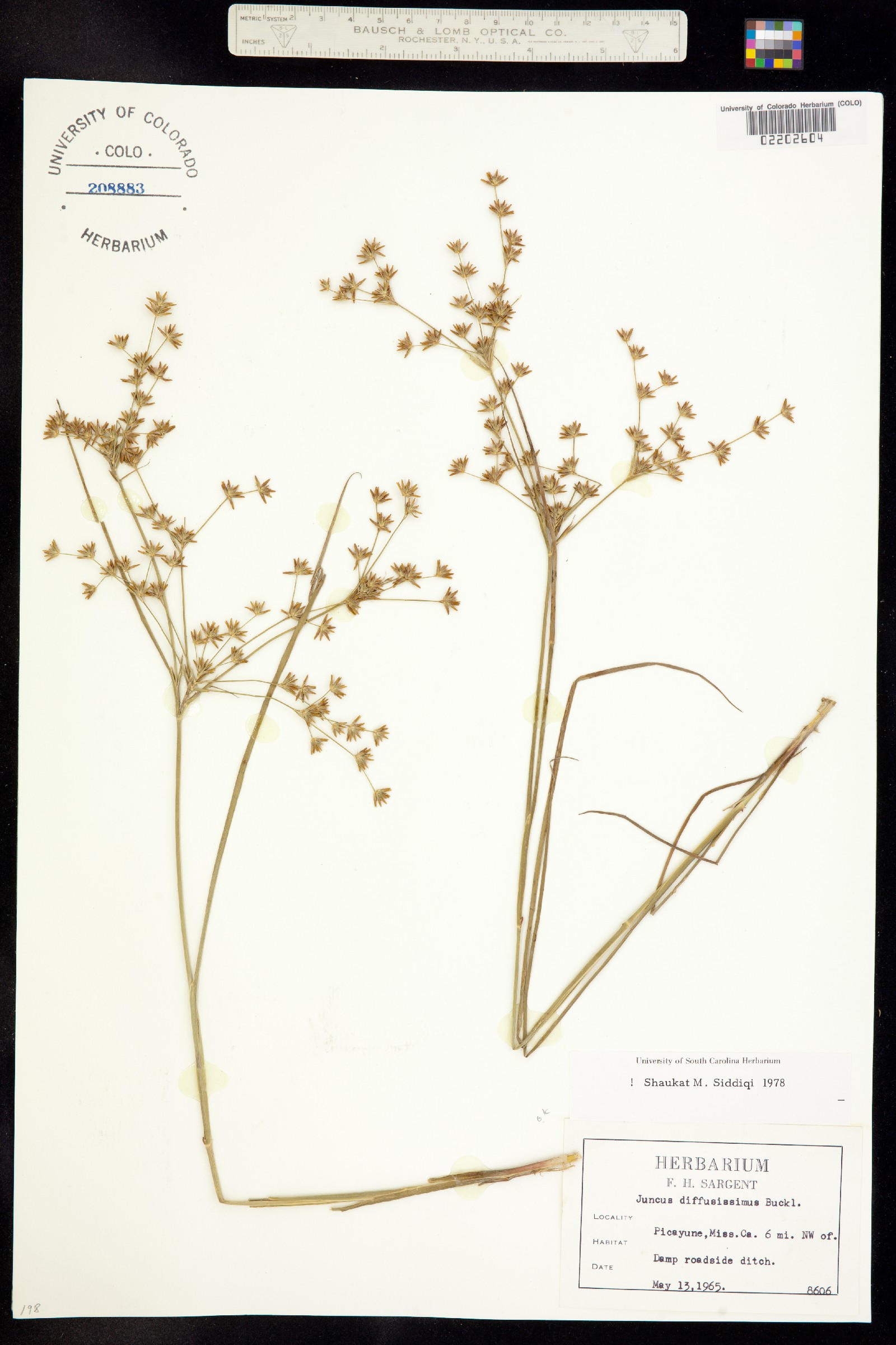 Juncus diffusissimus image