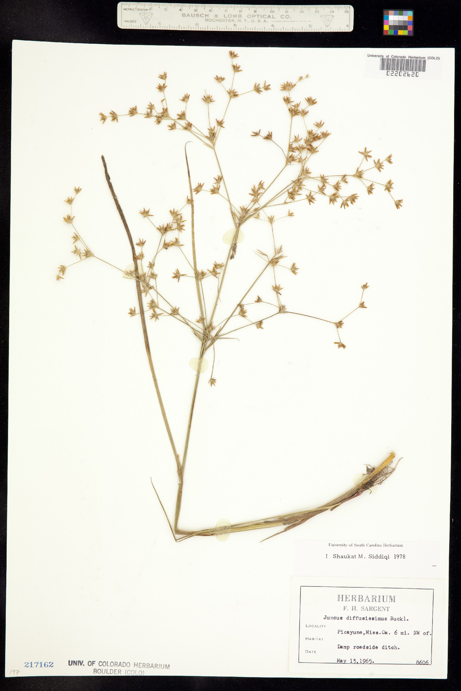 Juncus diffusissimus image