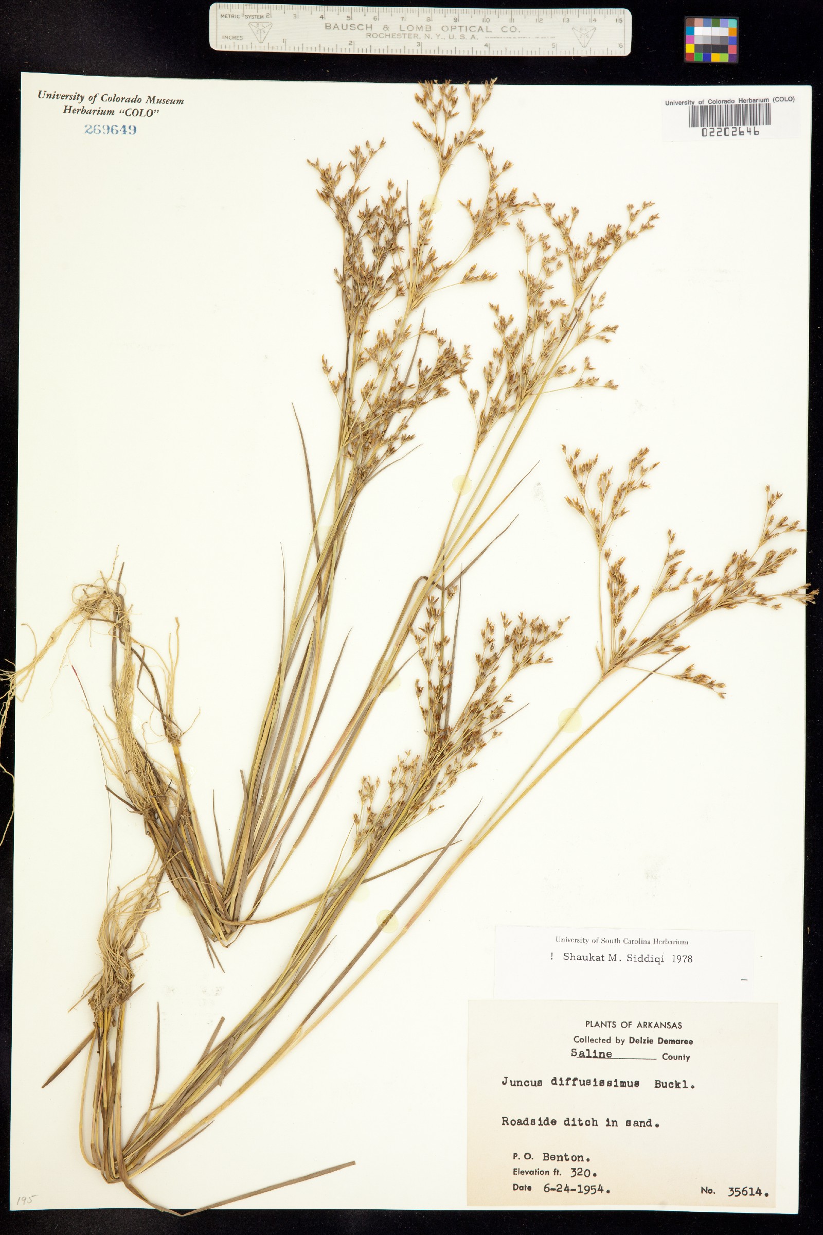 Juncus diffusissimus image