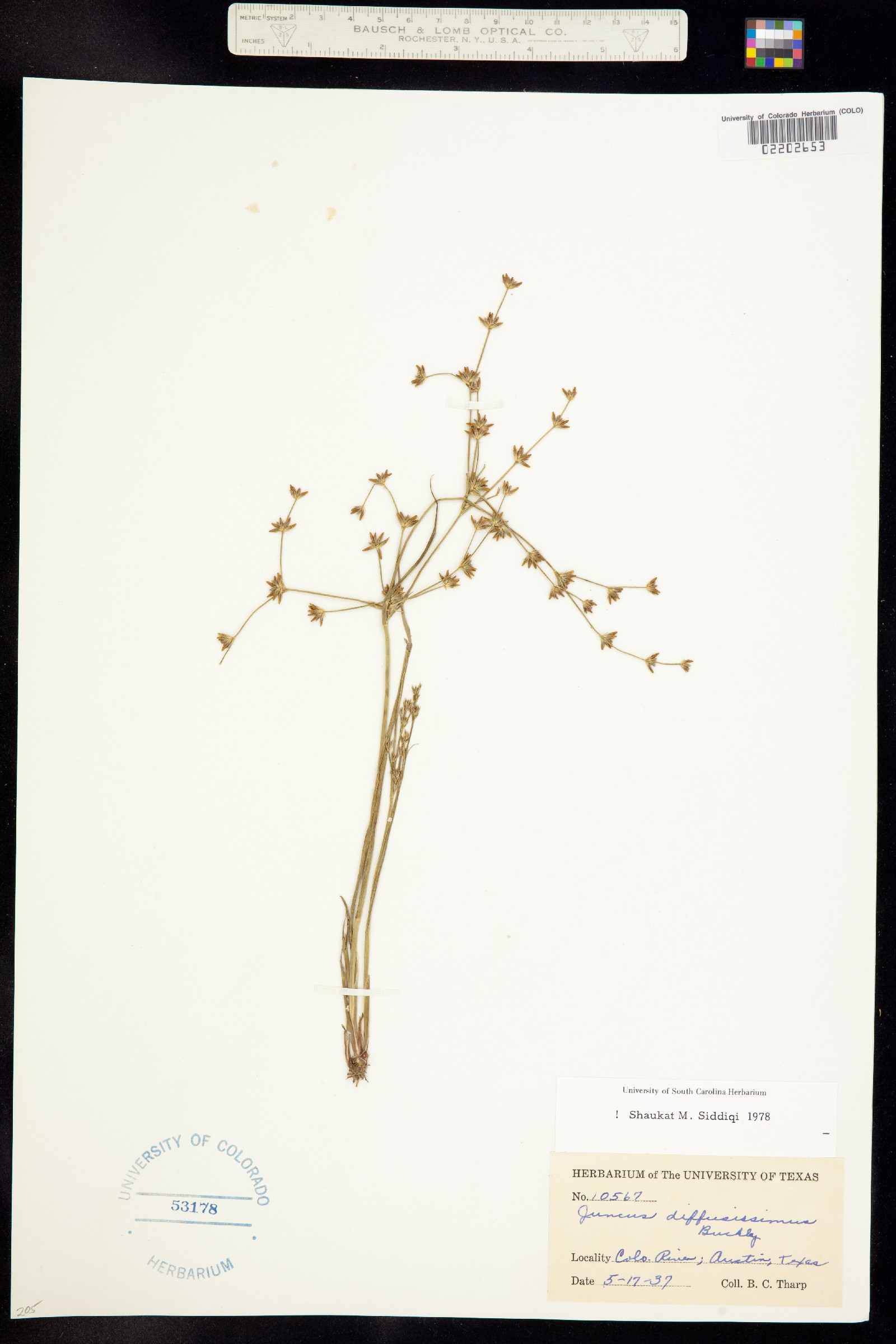 Juncus diffusissimus image