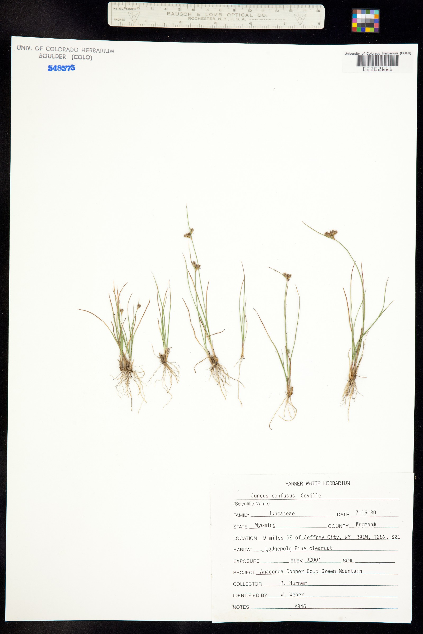 Juncus confusus image
