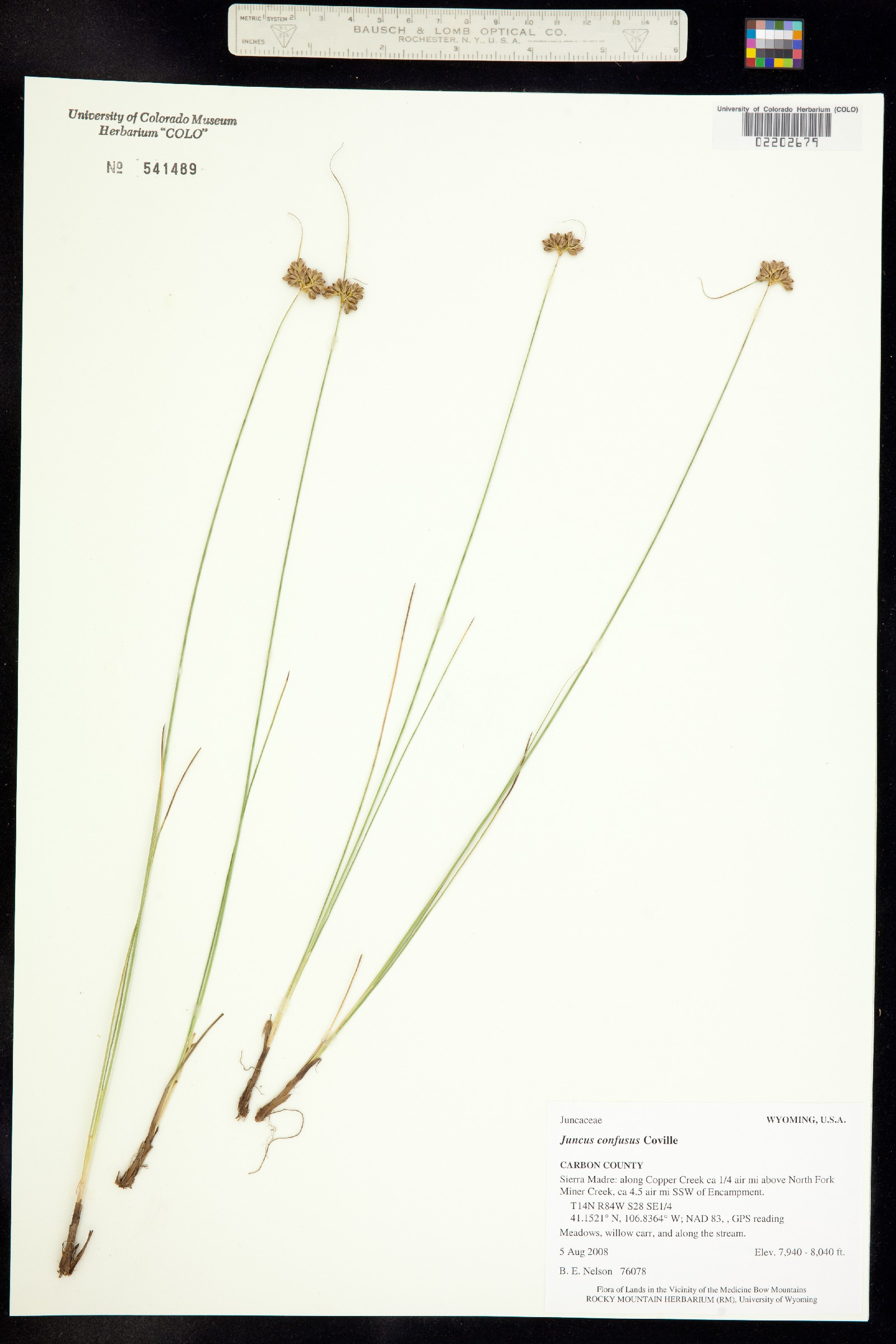 Juncus confusus image