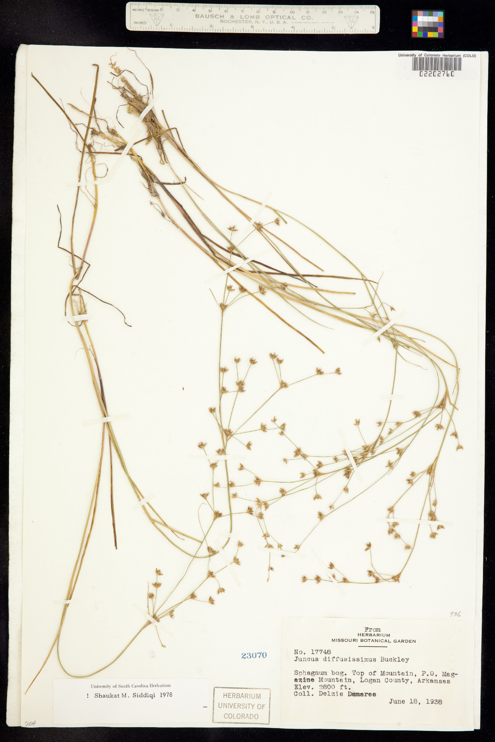 Juncus diffusissimus image