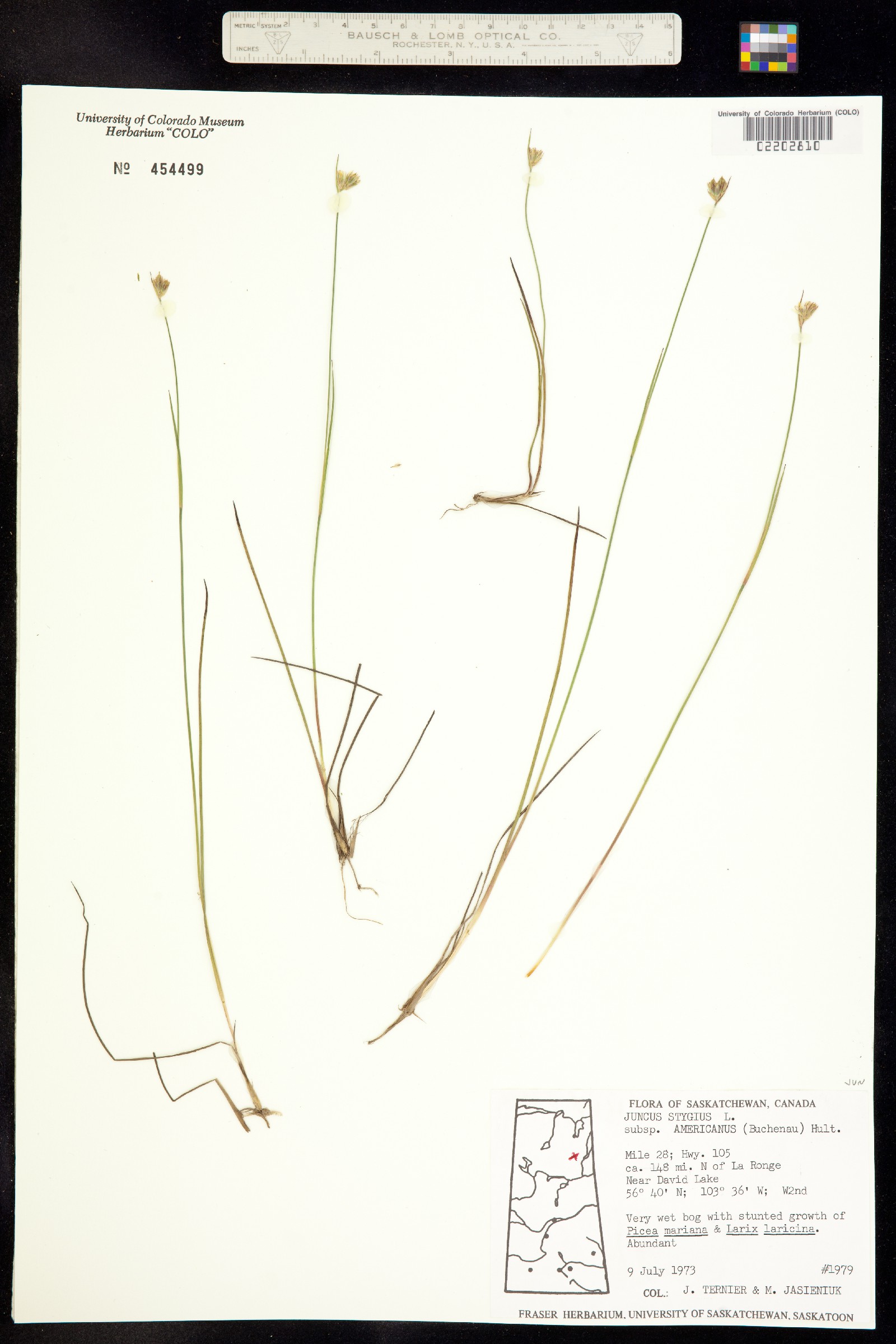 Juncus stygius image