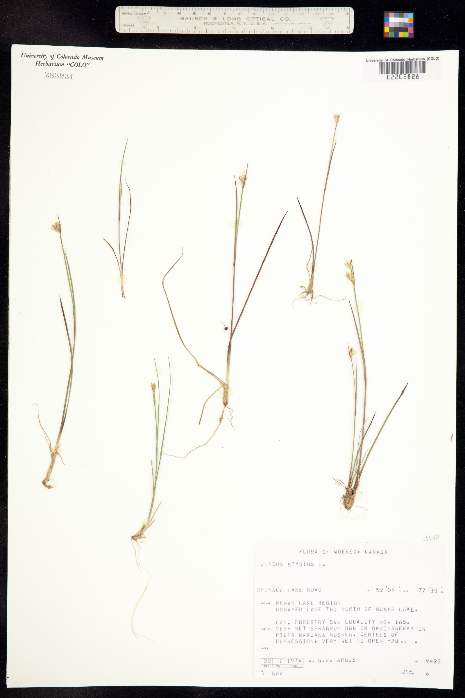 Juncus stygius image