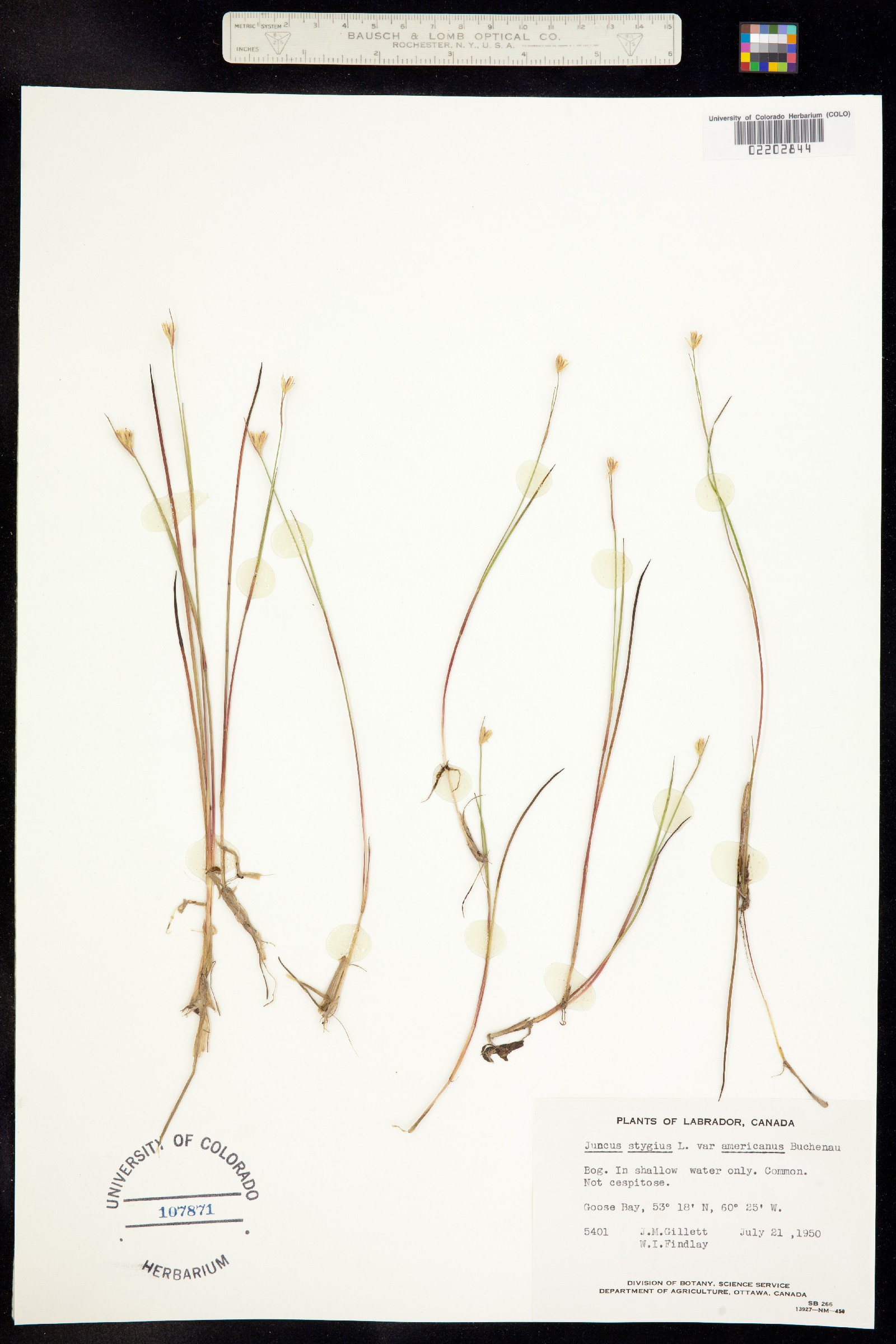 Juncus stygius image