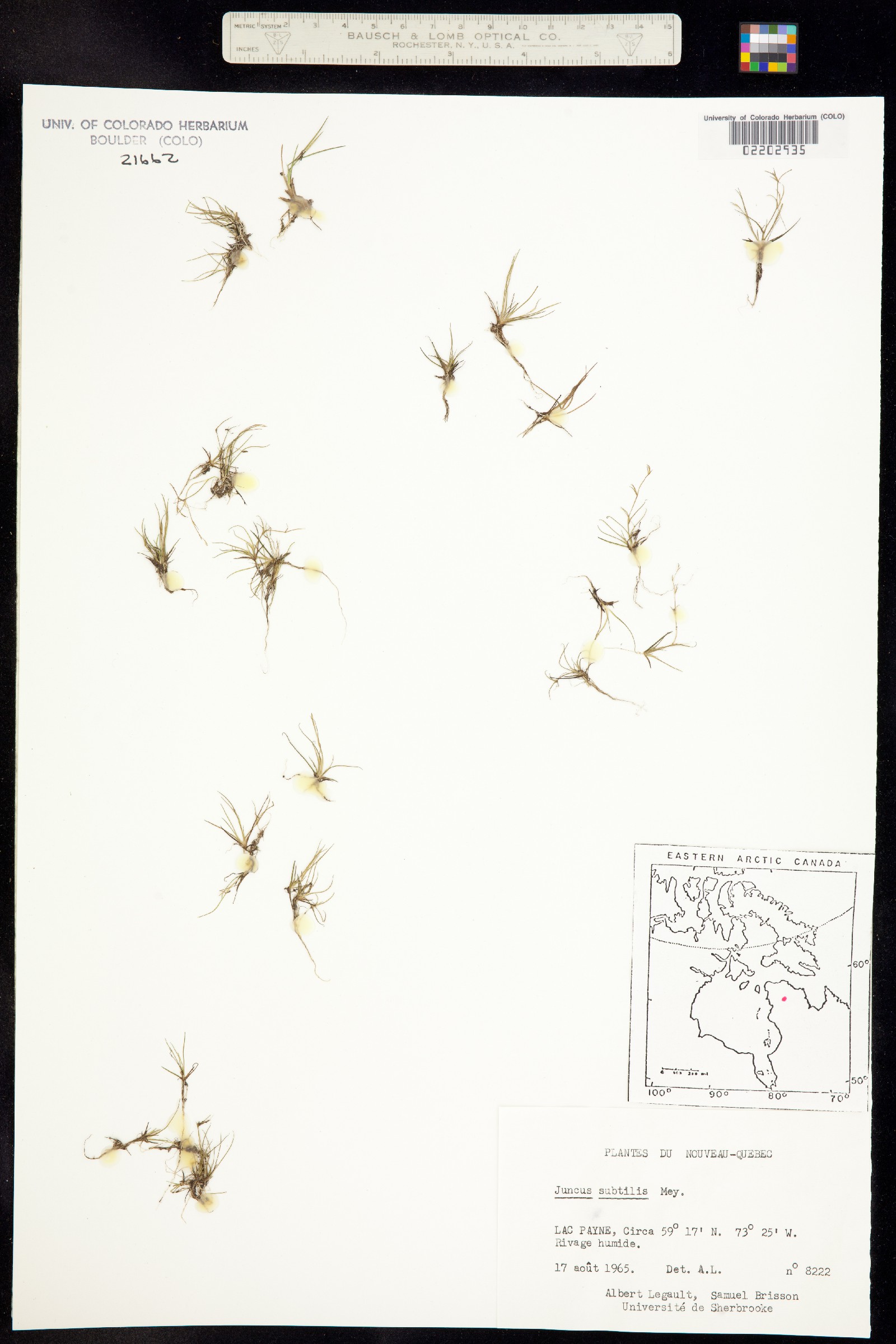 Juncus subtilis image