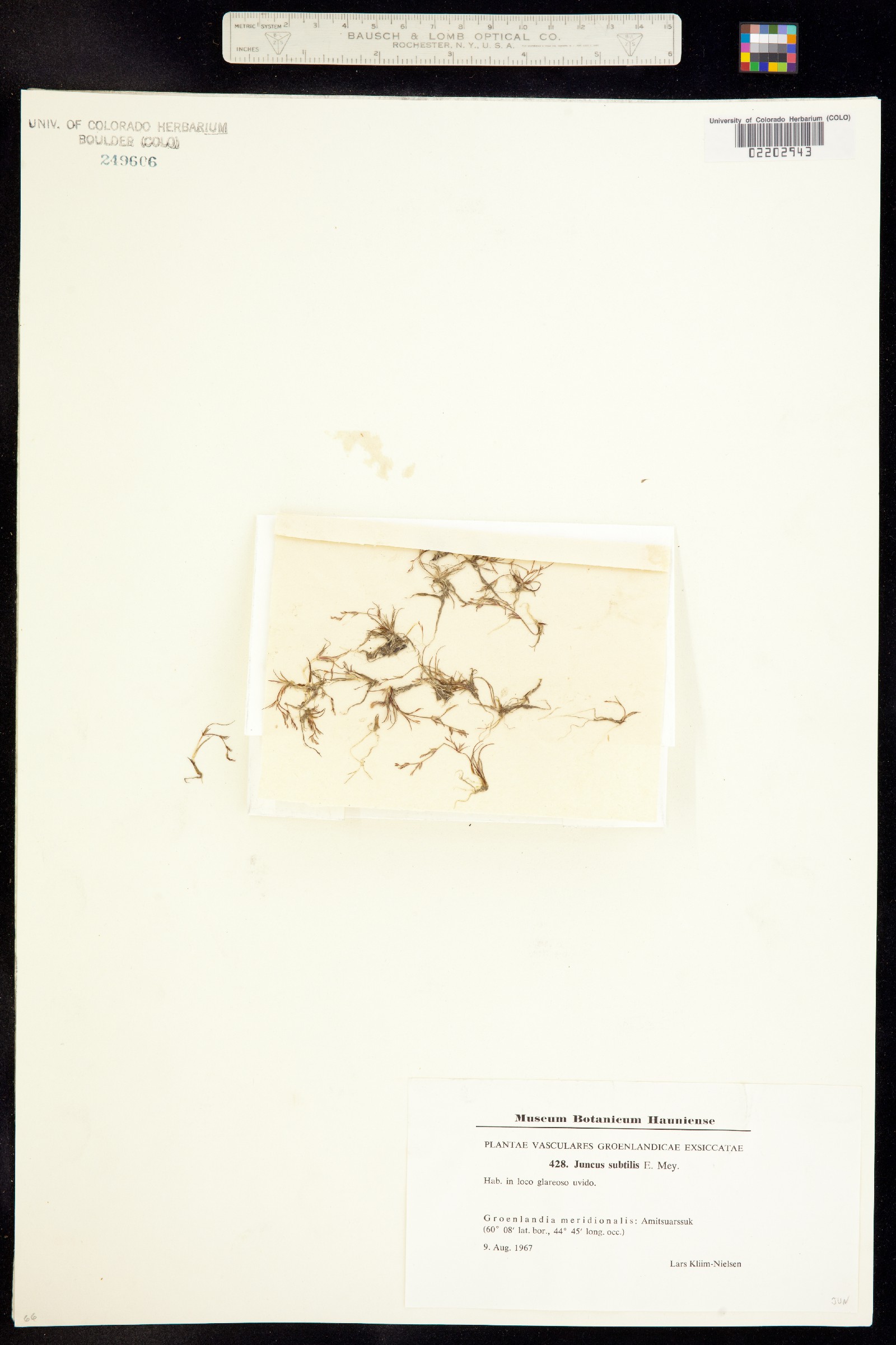Juncus subtilis image