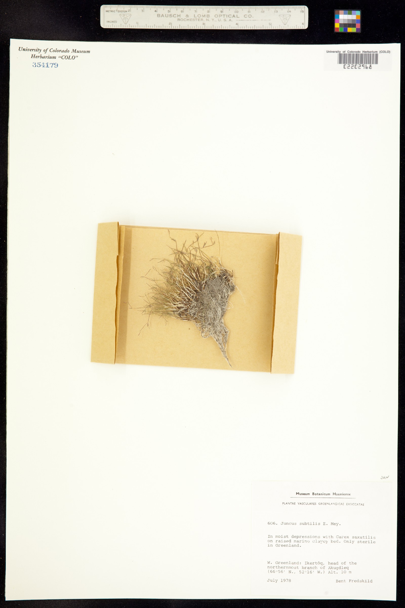 Juncus subtilis image