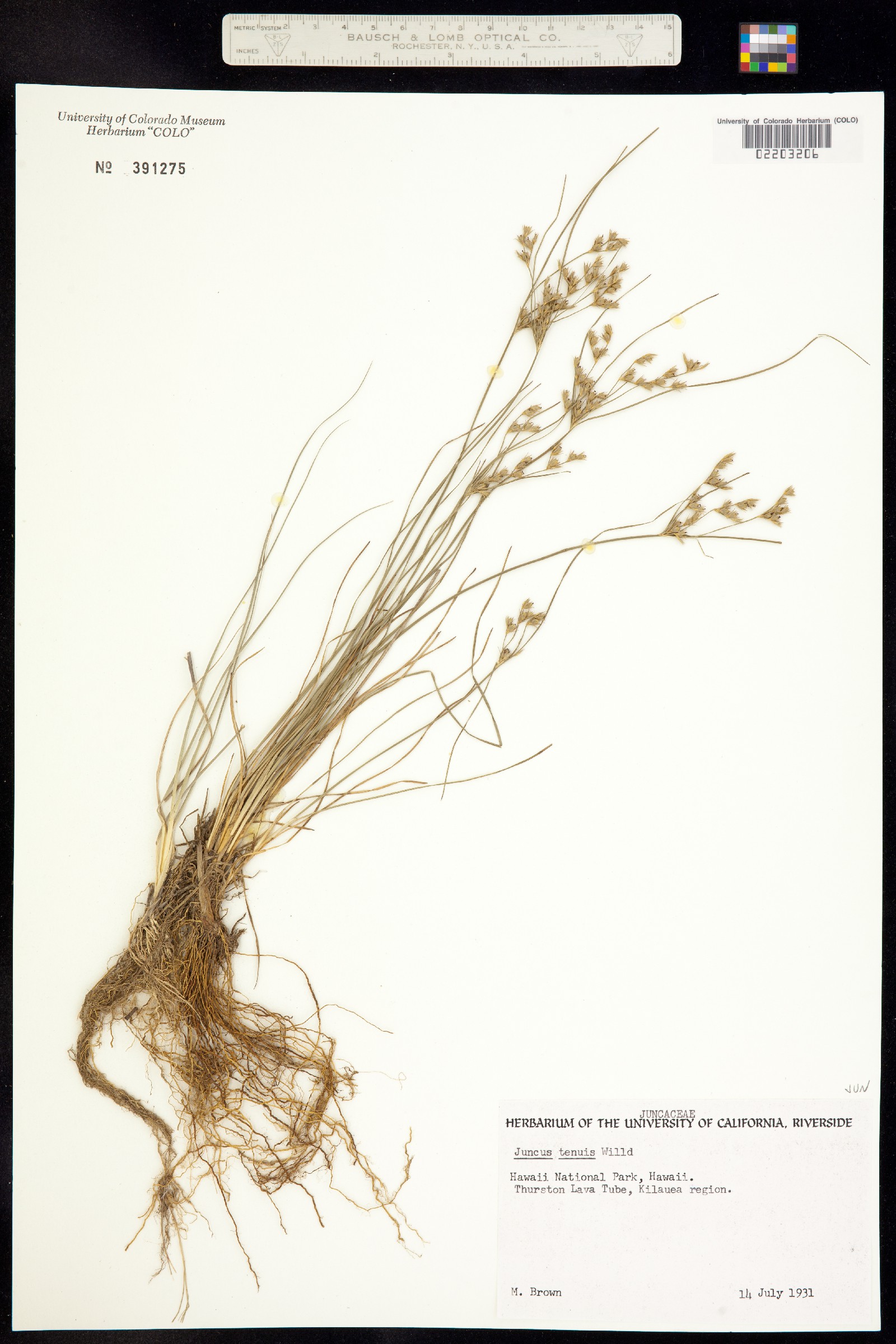 Juncus tenuis image