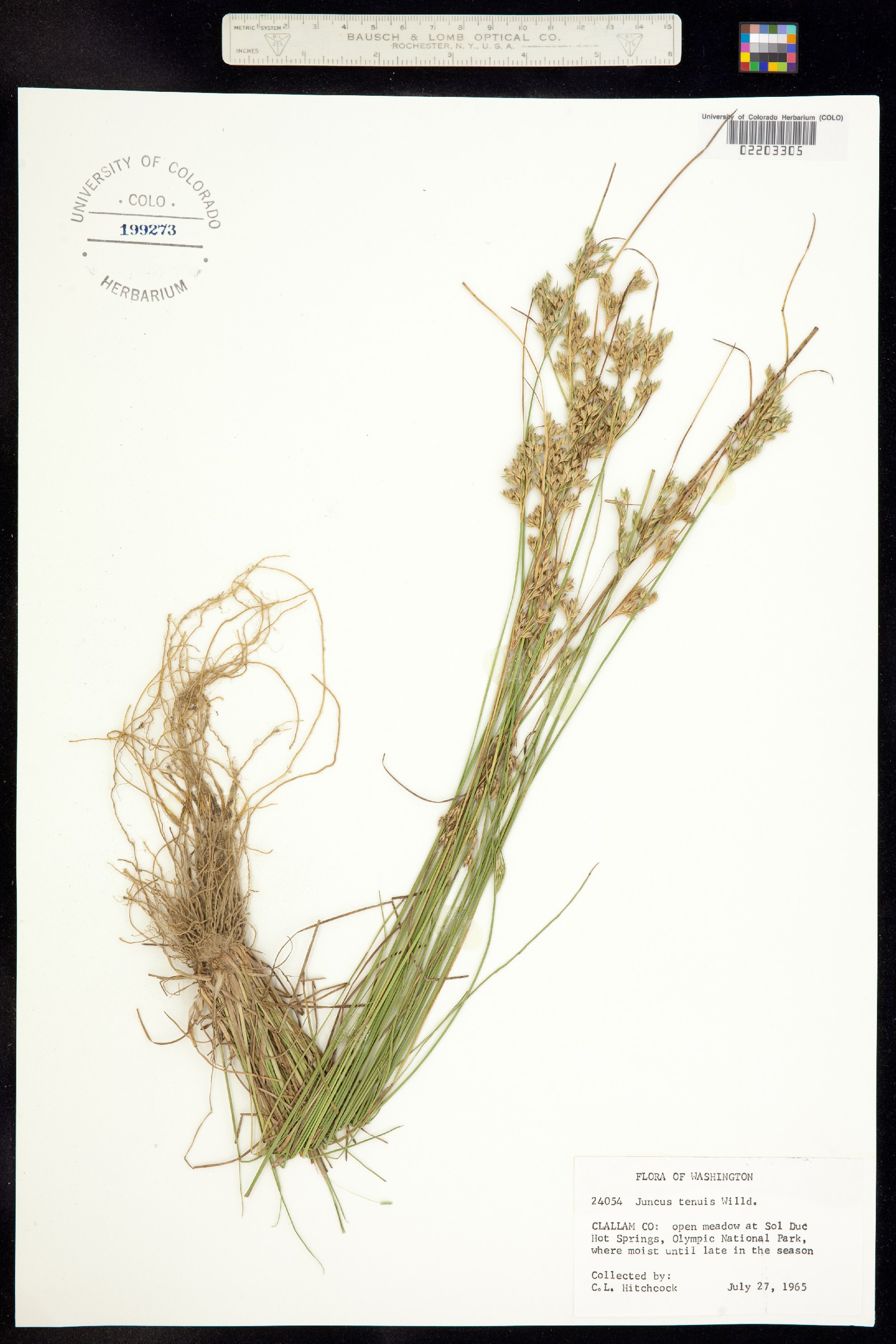 Juncus tenuis image