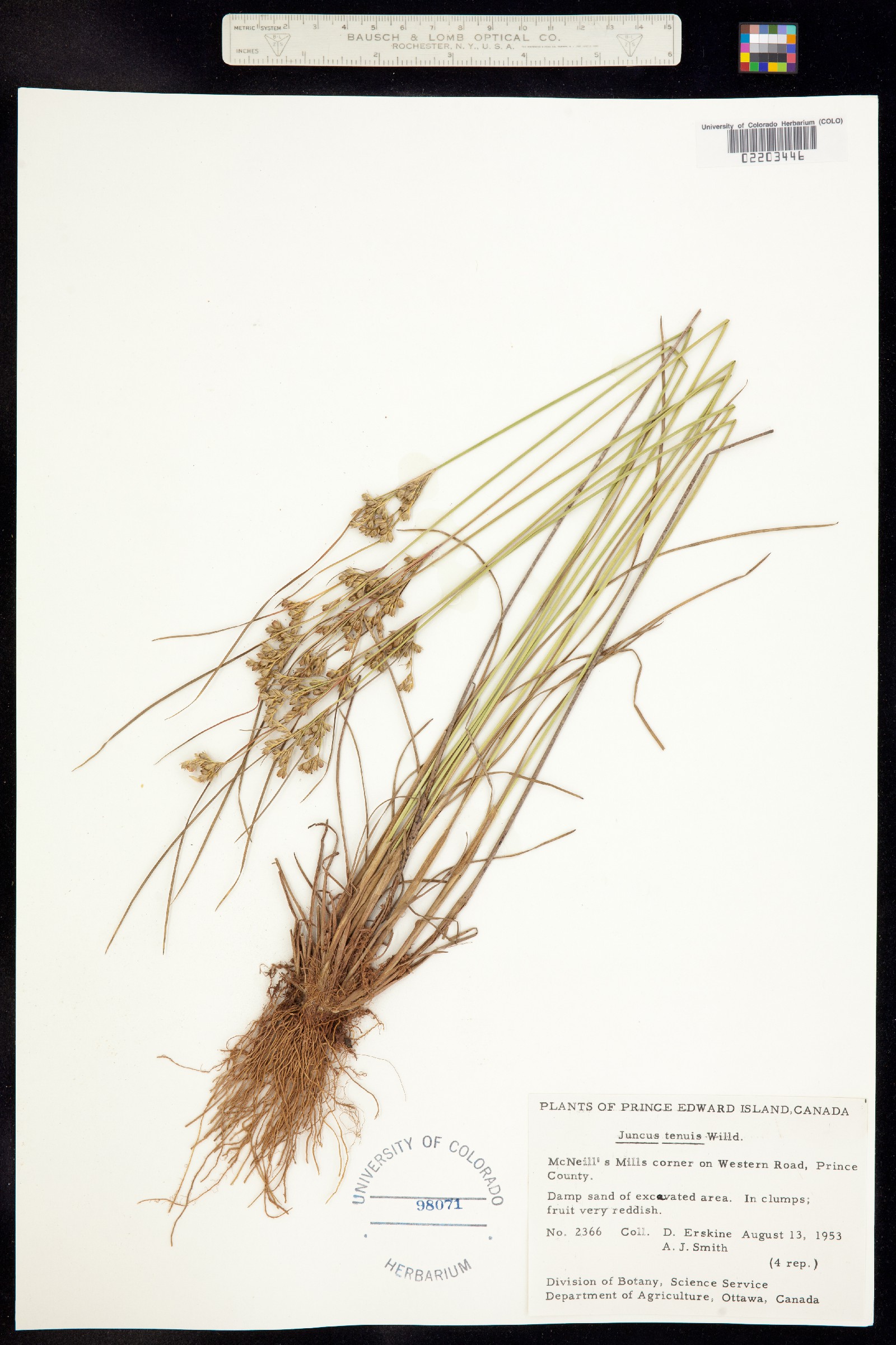 Juncus tenuis image