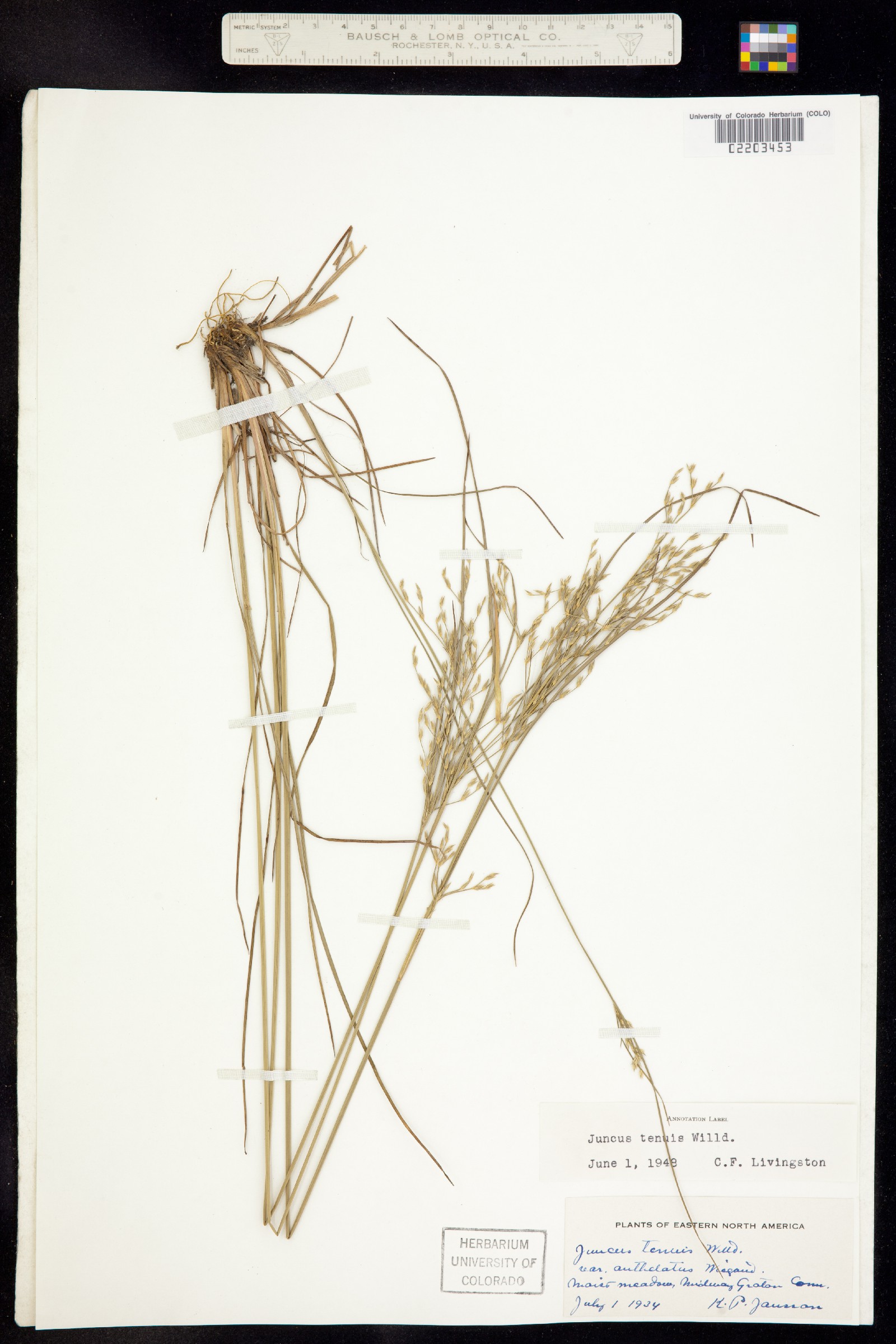 Juncus tenuis image