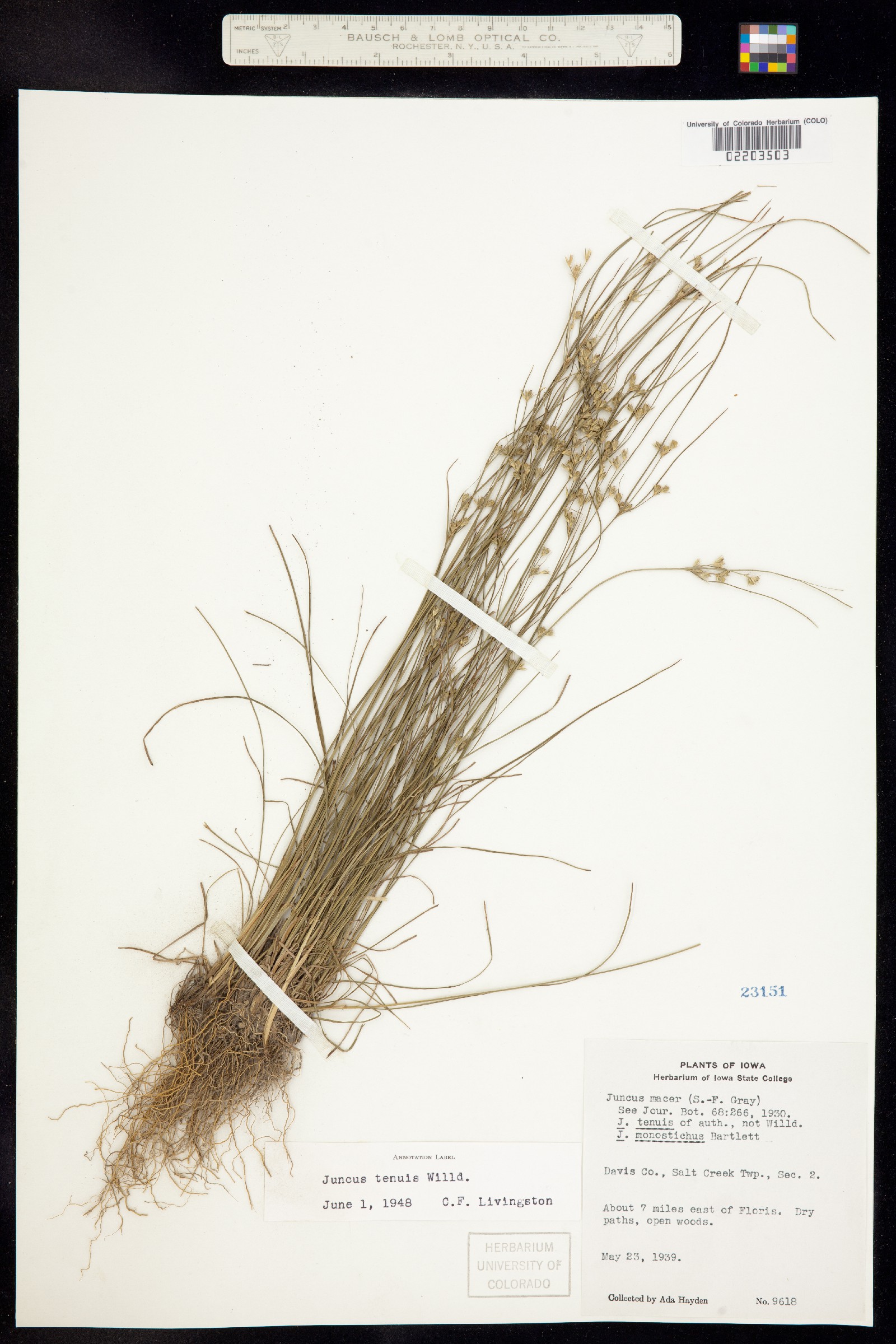 Juncus tenuis image