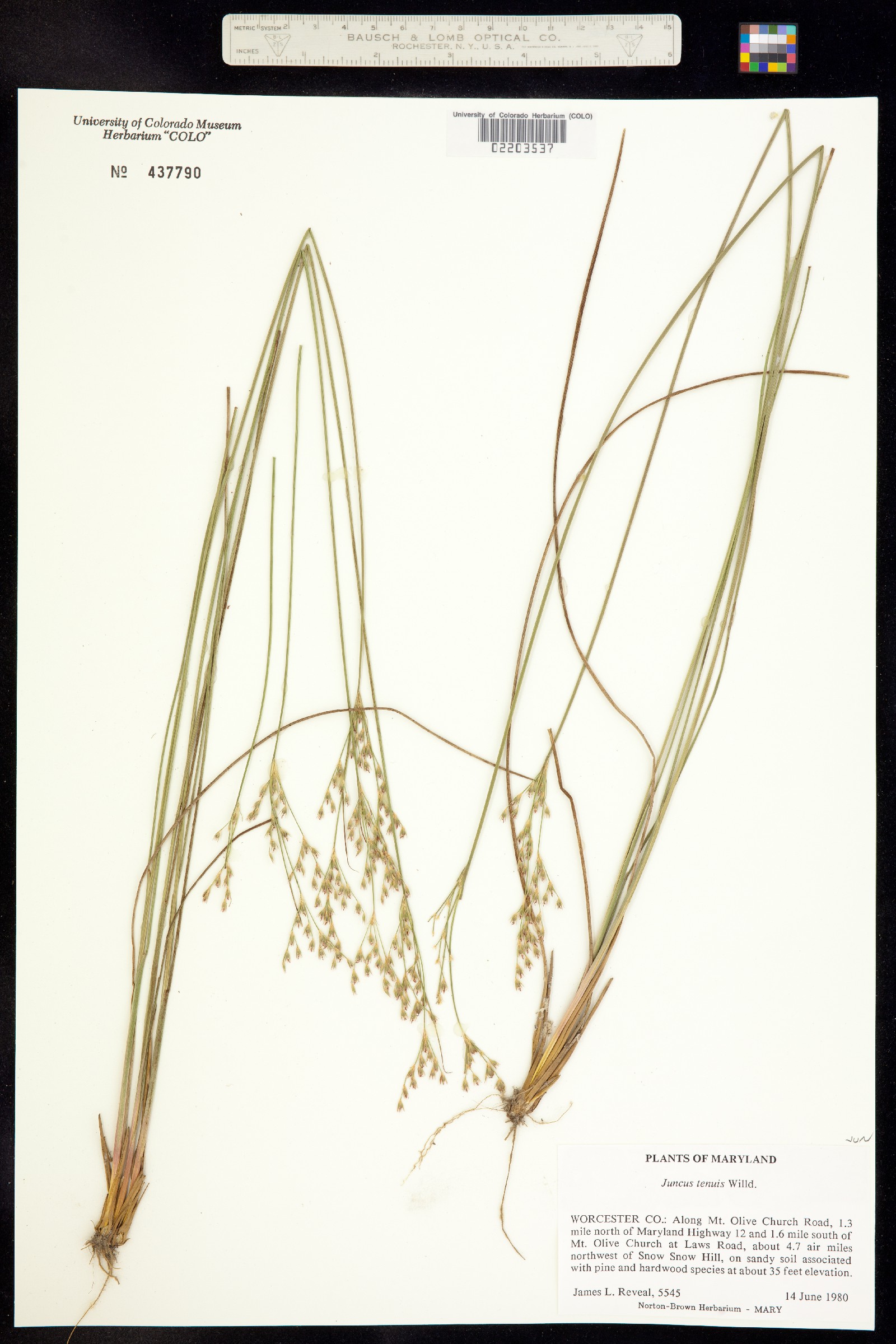 Juncus tenuis image