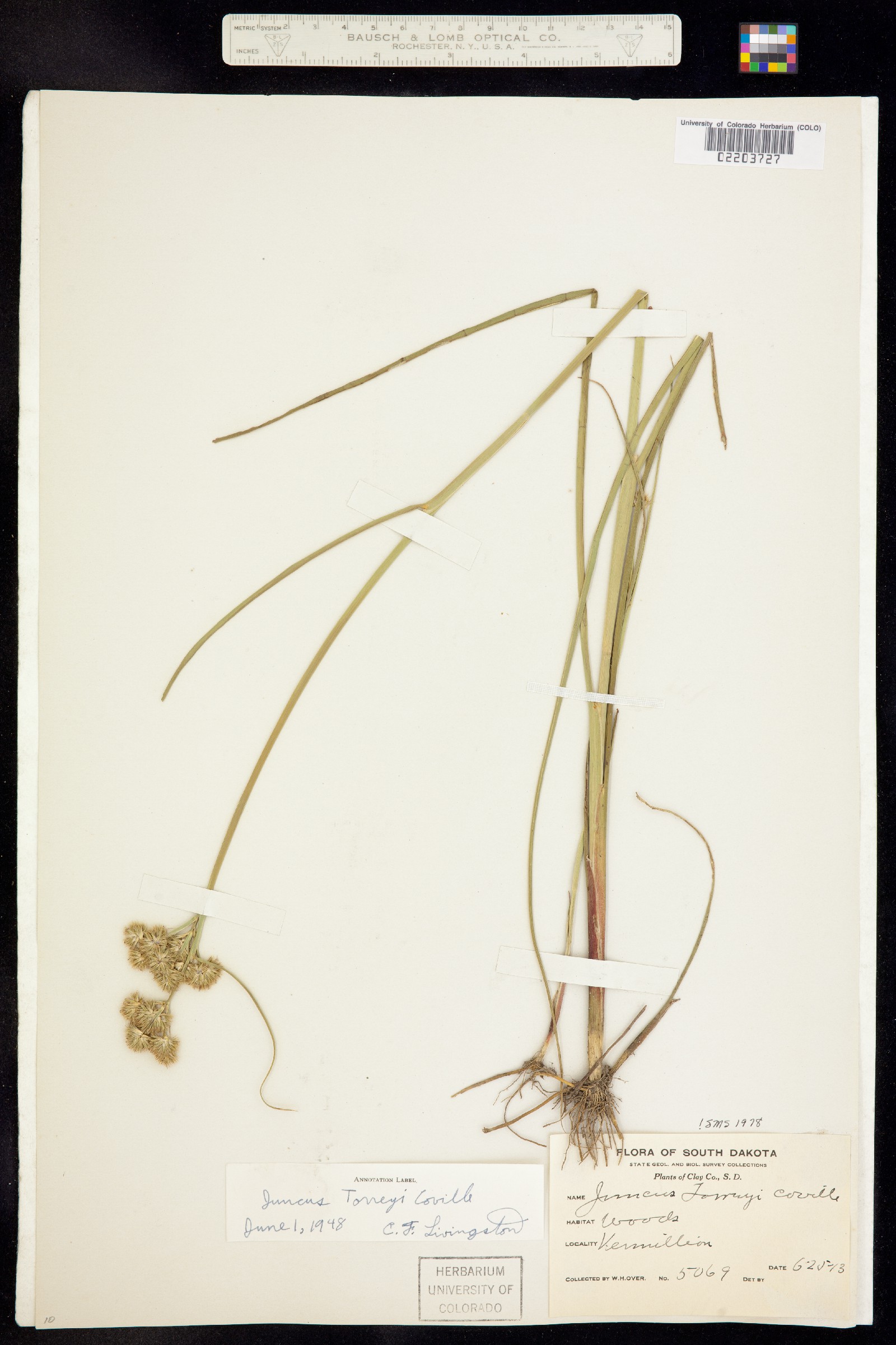 Juncaceae image