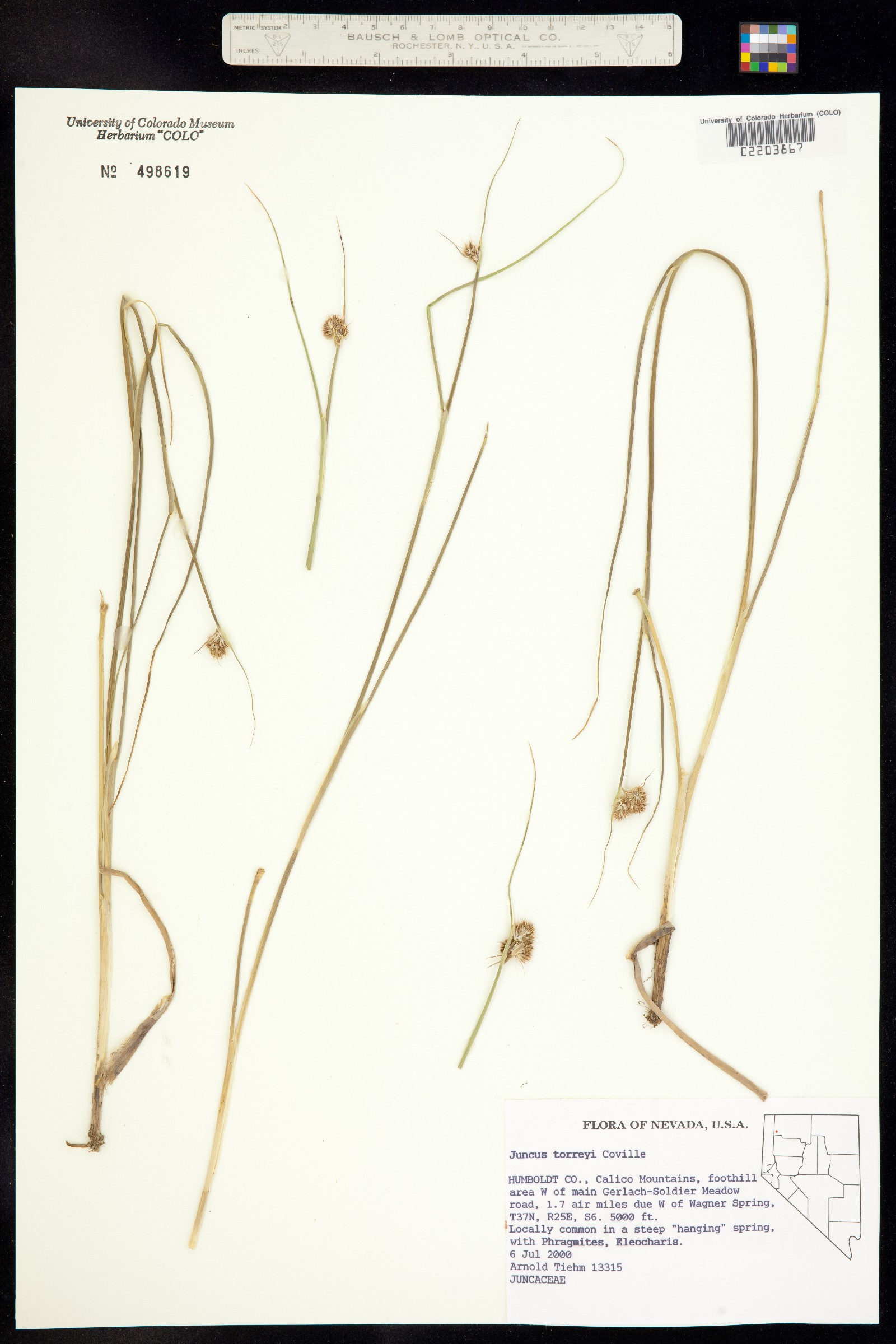 Juncus torreyi image