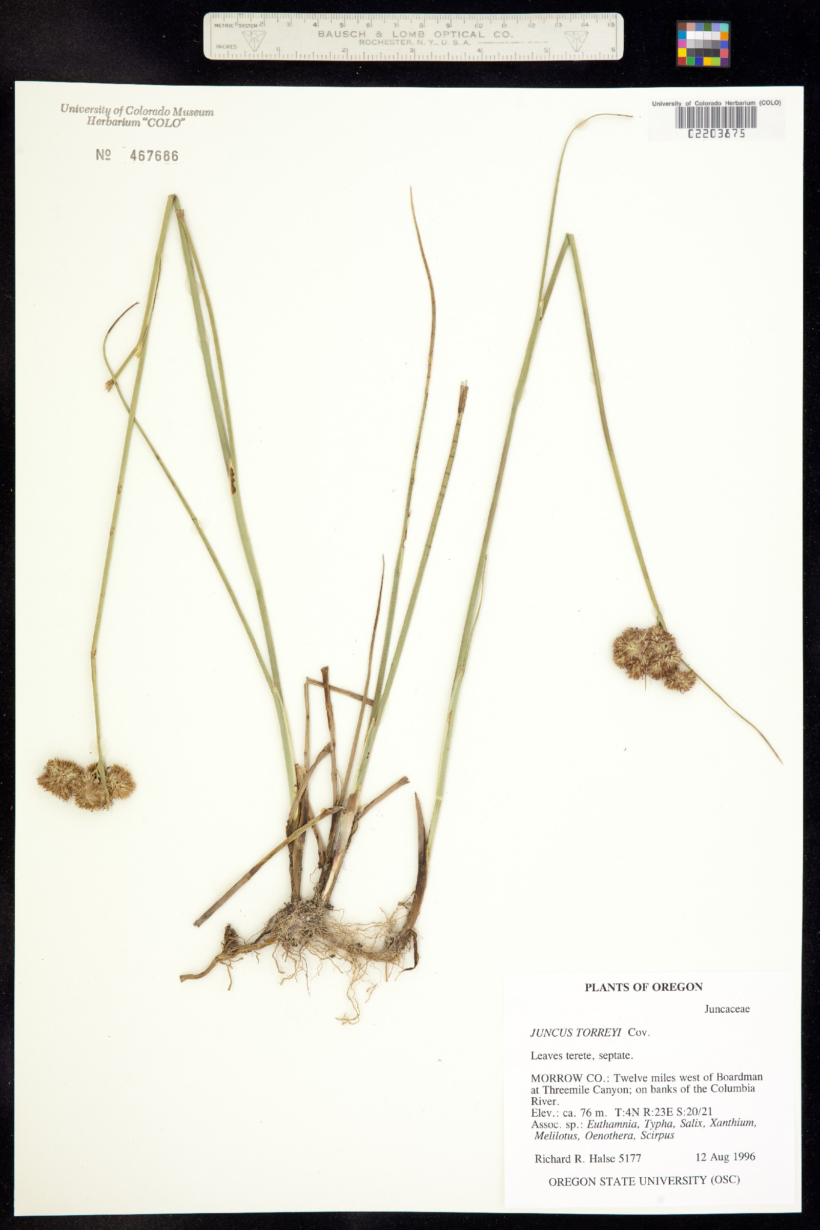 Juncus torreyi image