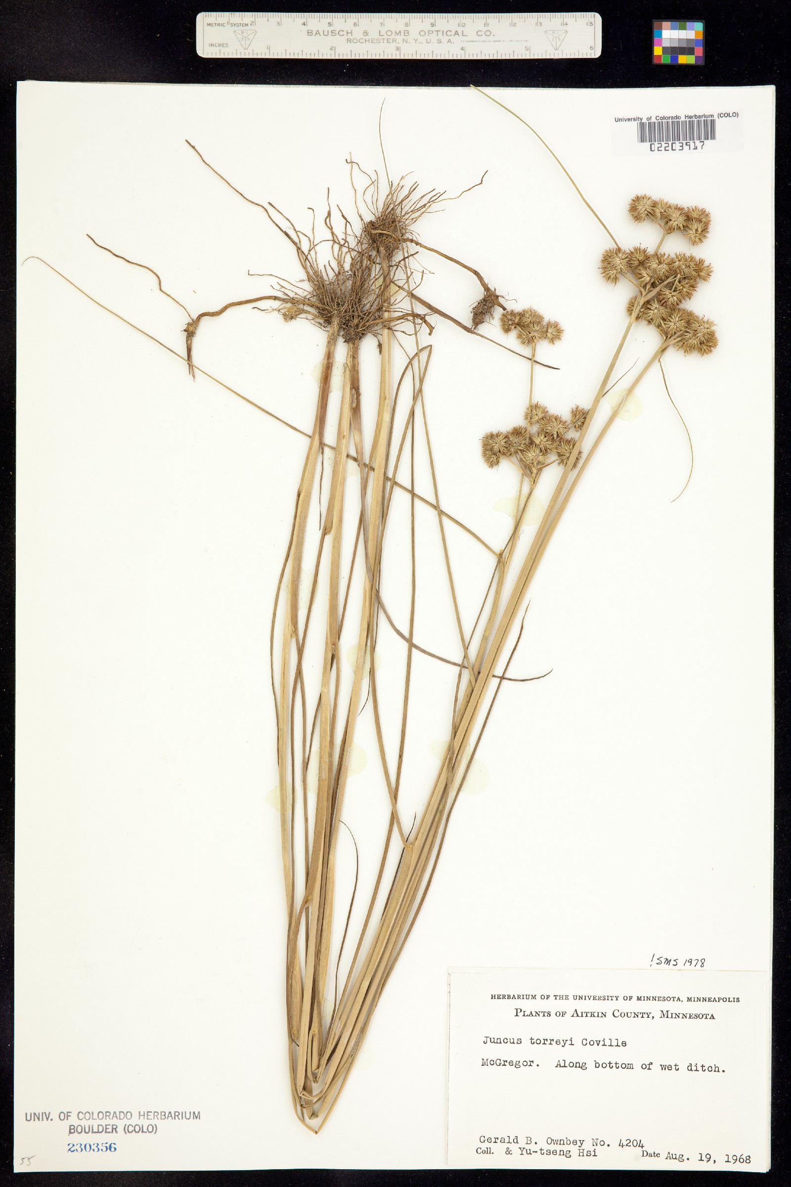 Juncus torreyi image