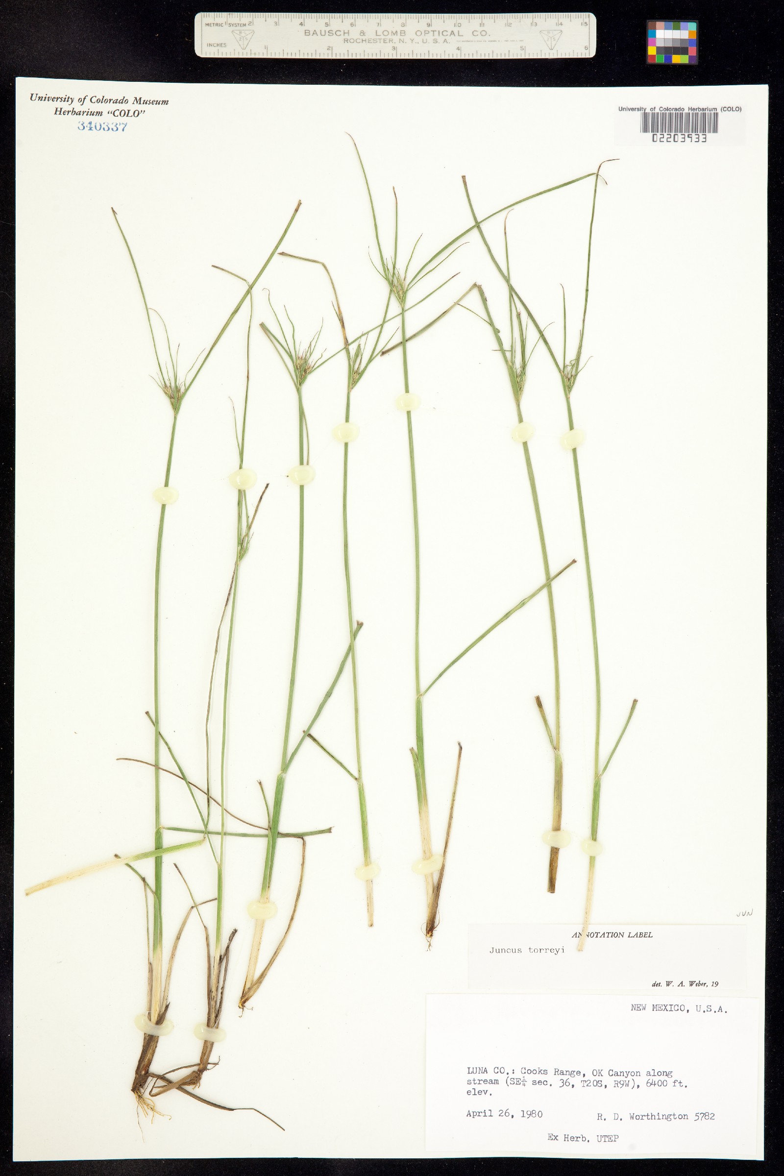 Juncus torreyi image