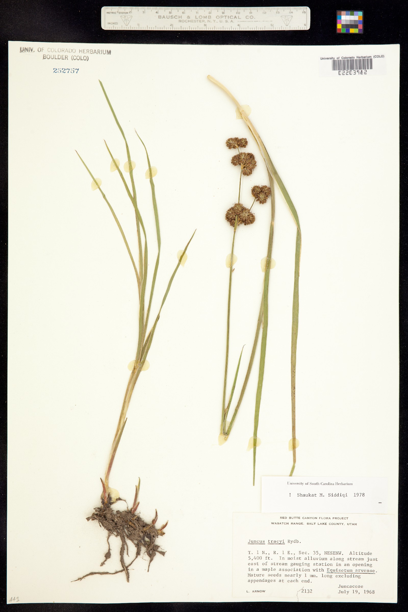 Juncus saximontanus image