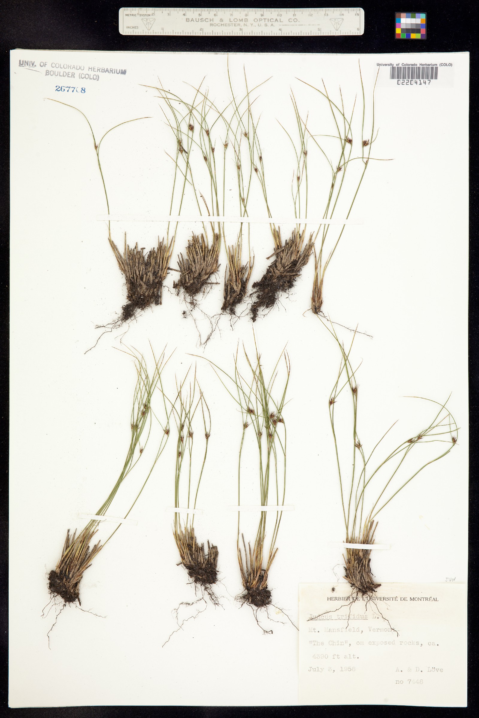 Juncus trifidus image