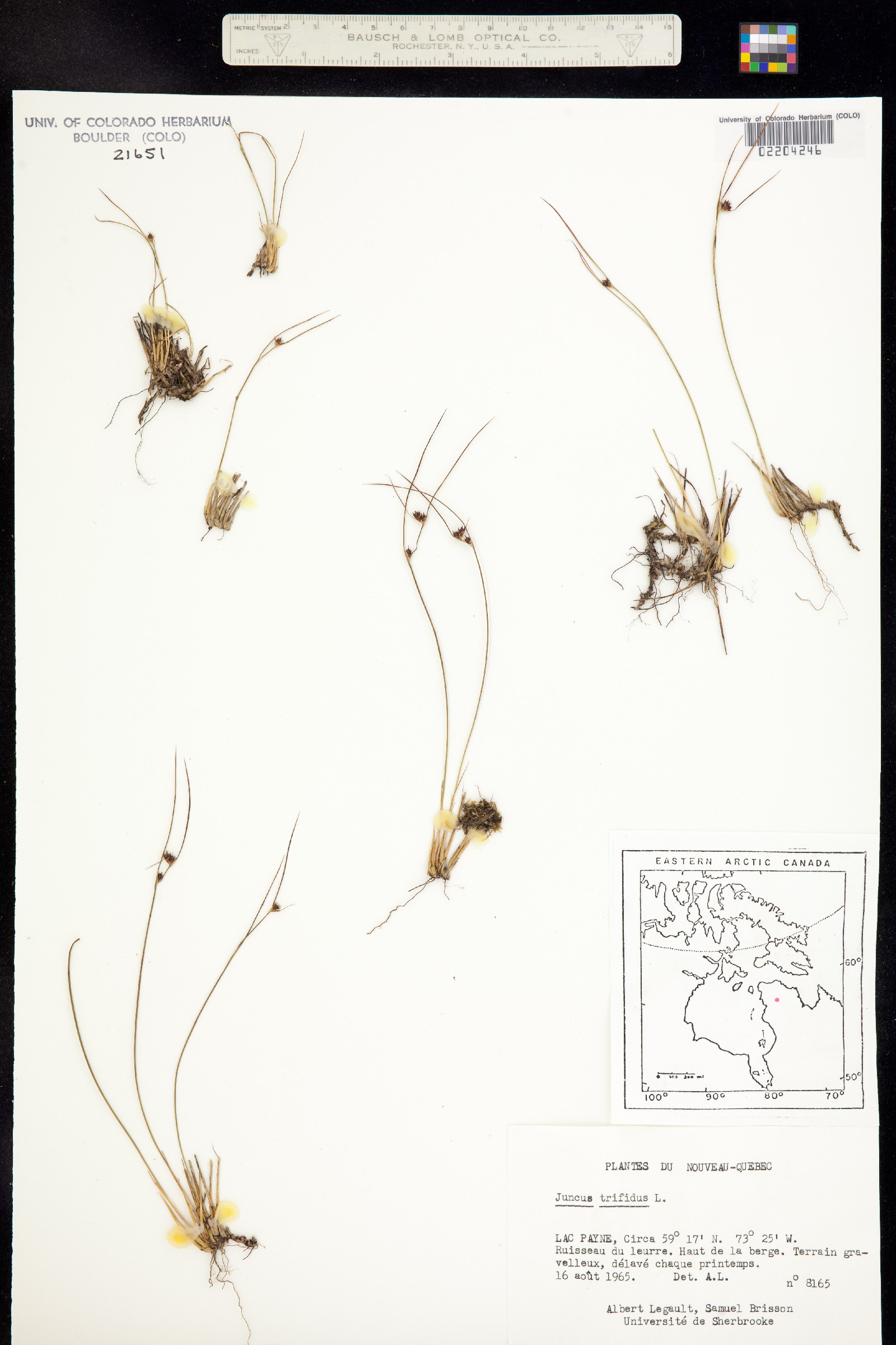 Juncus trifidus image