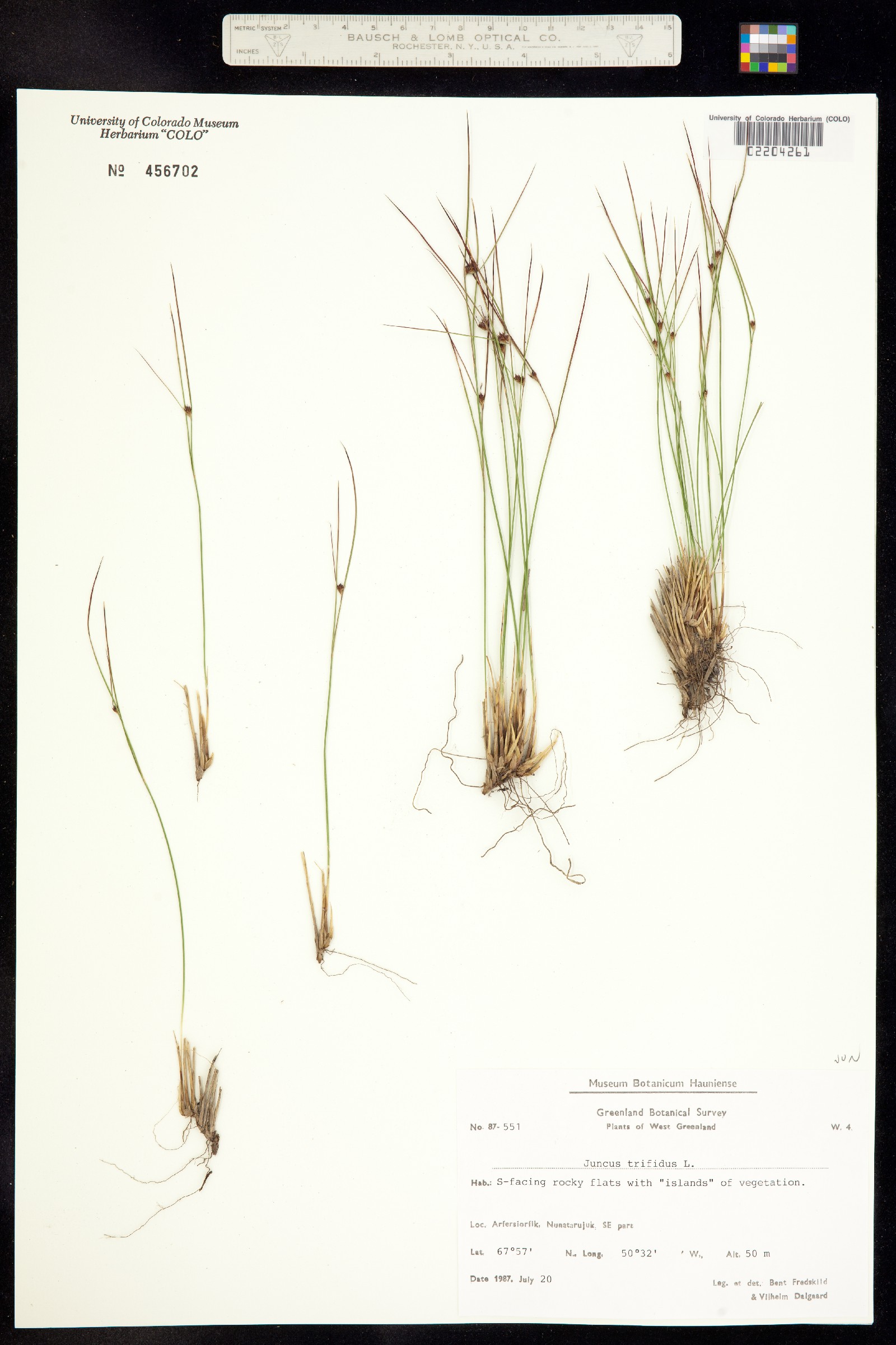 Juncus trifidus image
