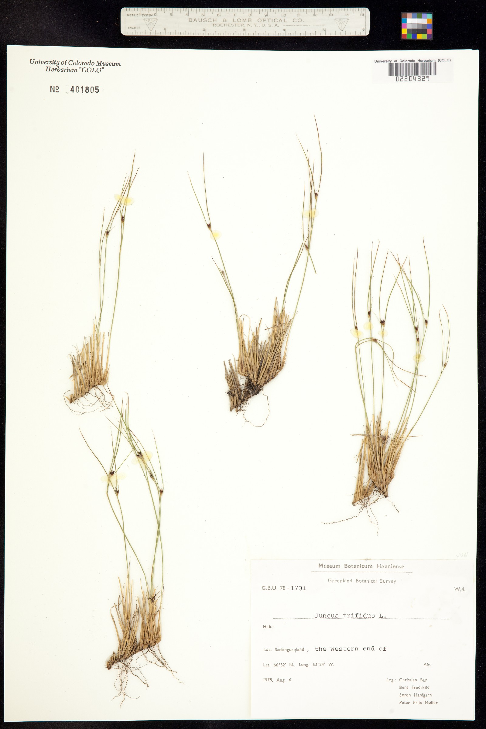 Juncus trifidus image