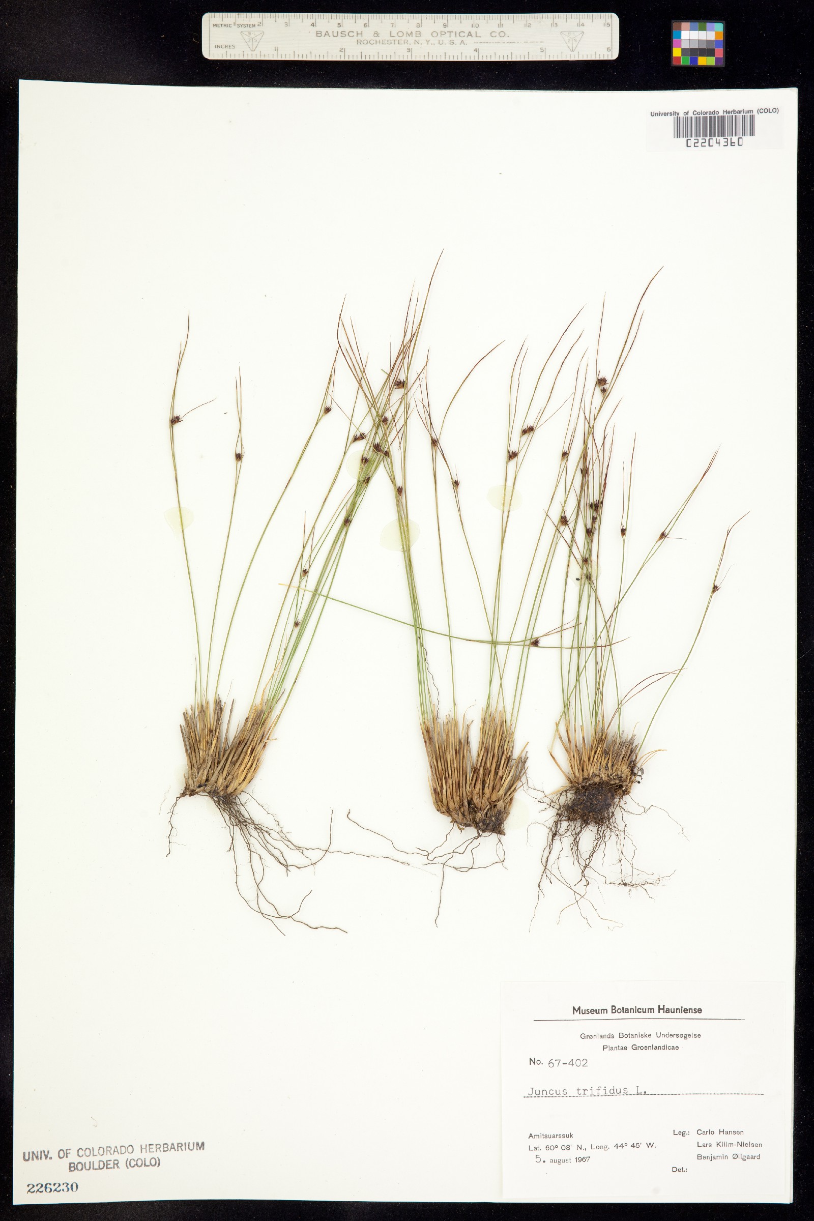 Juncus trifidus image