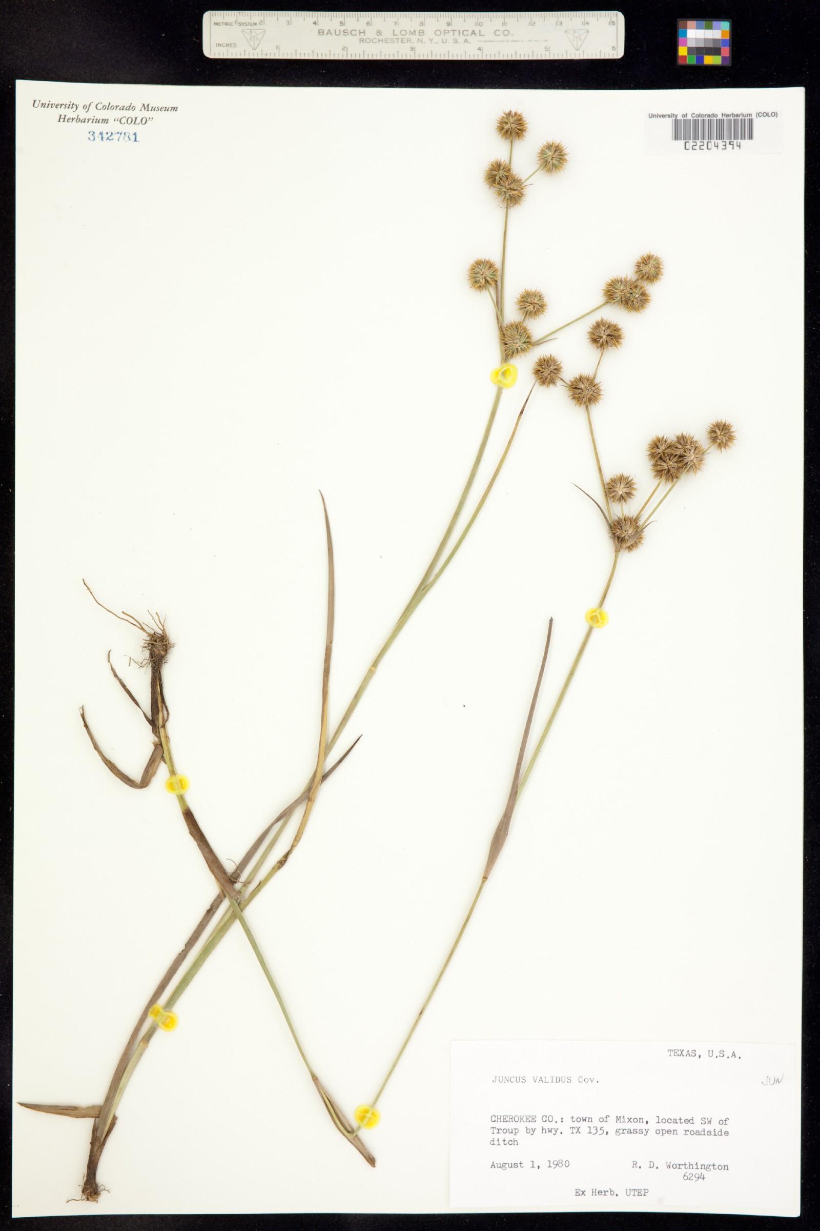 Juncus validus image