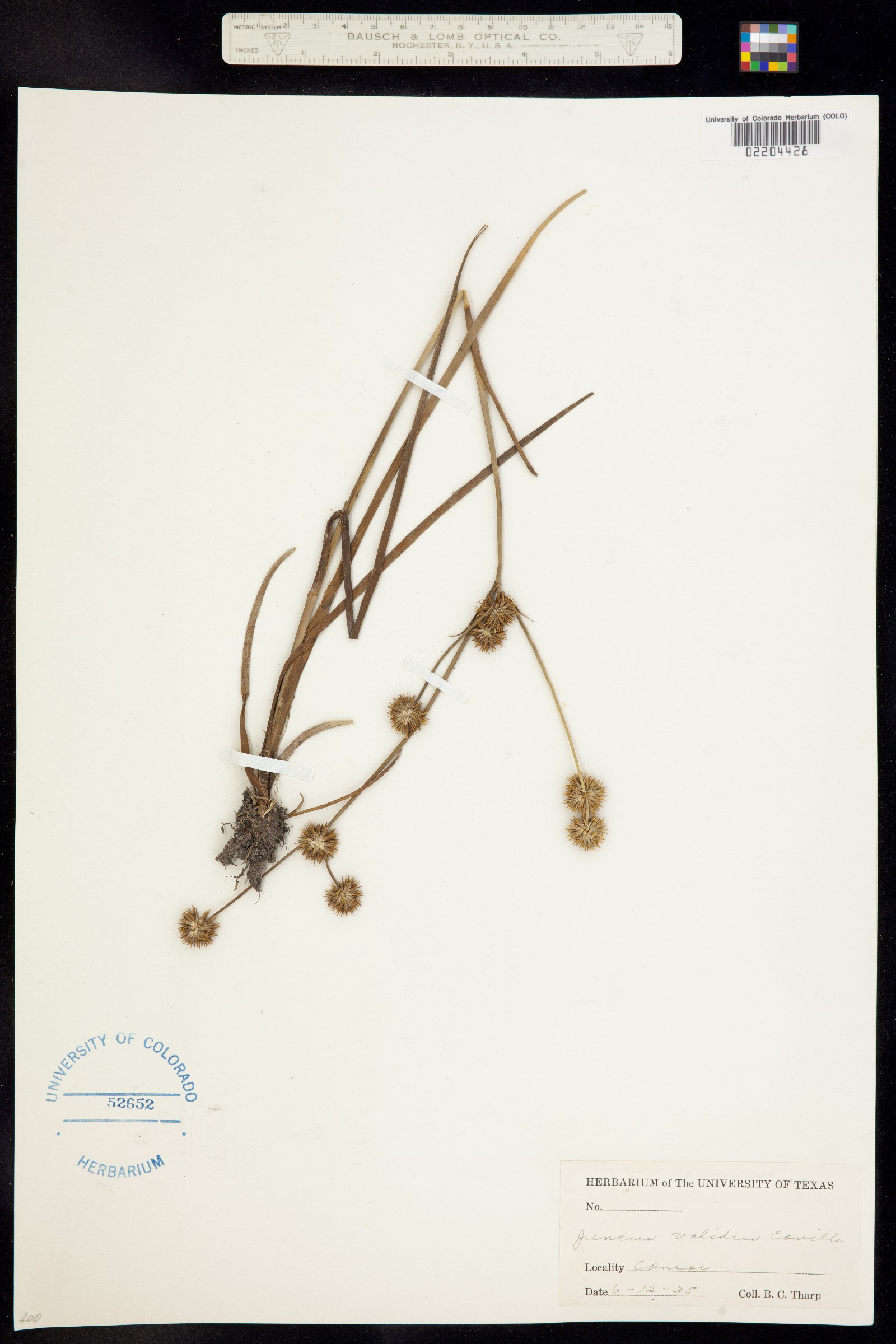 Juncus validus image