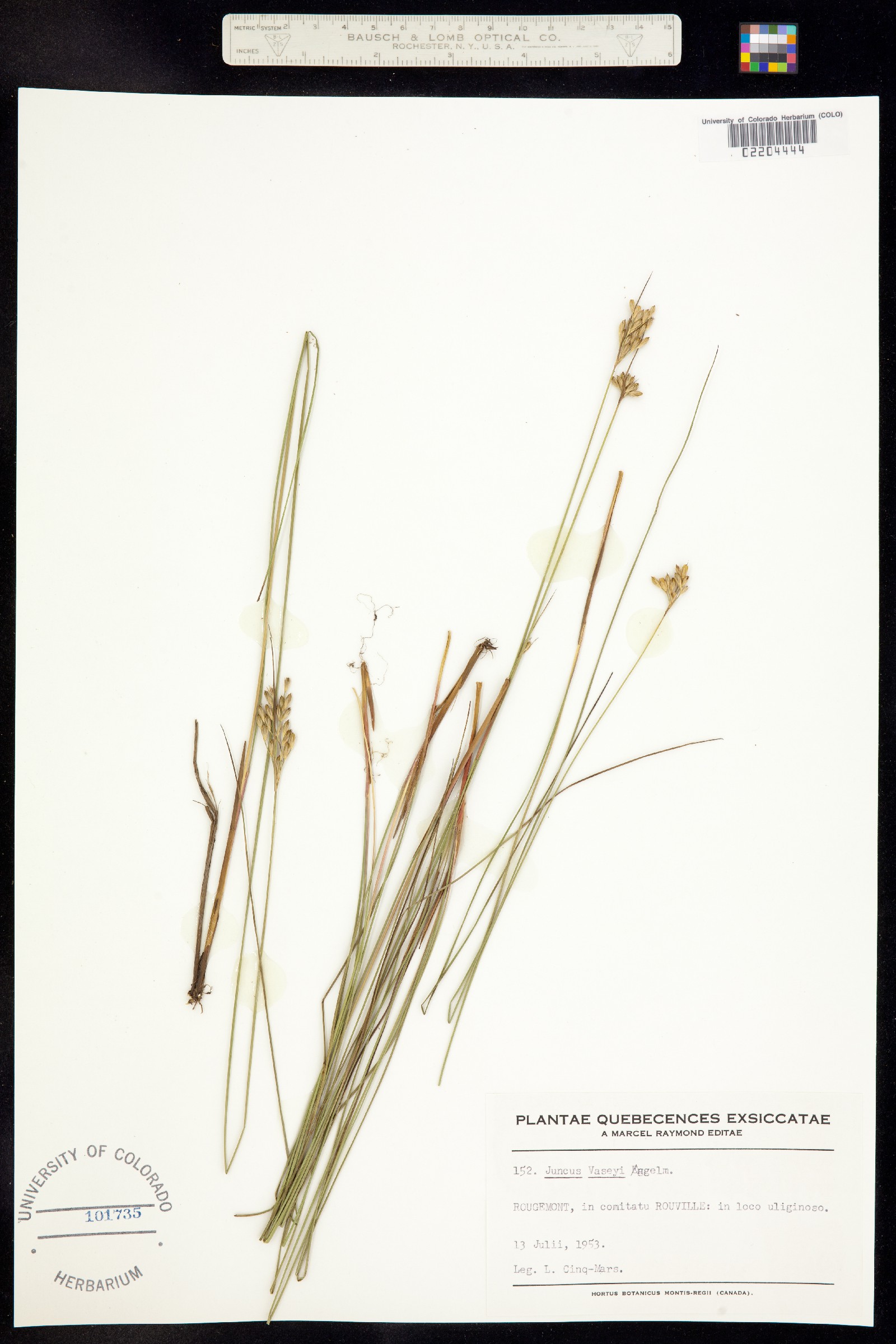 Juncus vaseyi image