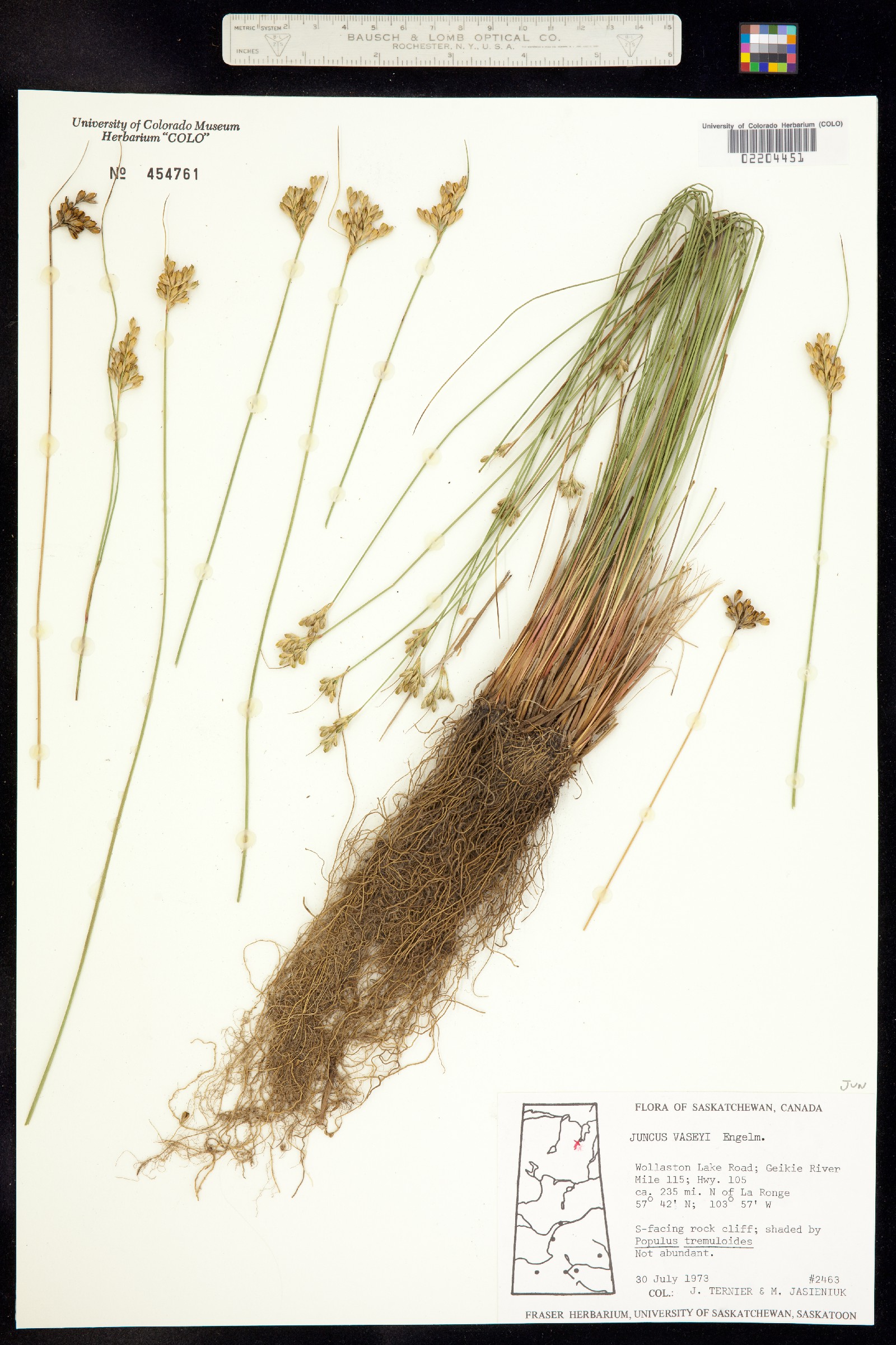 Juncus vaseyi image