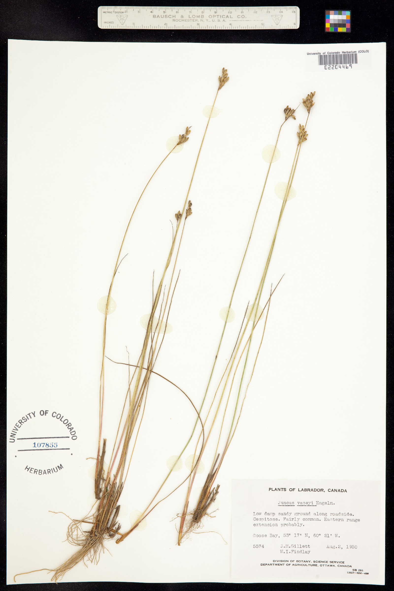Juncus vaseyi image