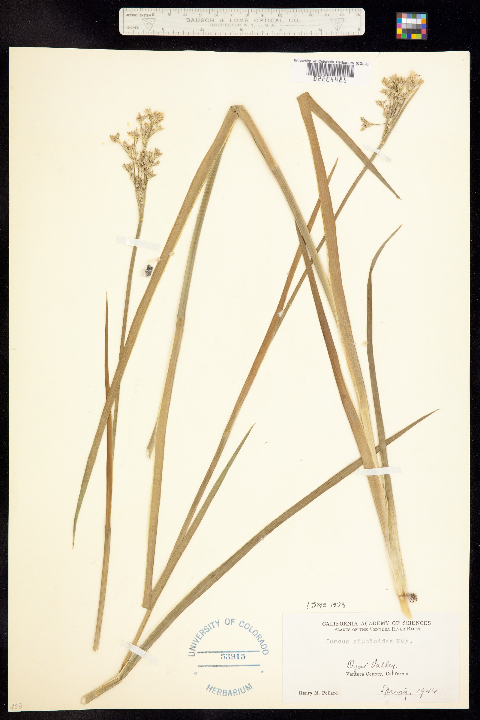 Juncus xiphioides image