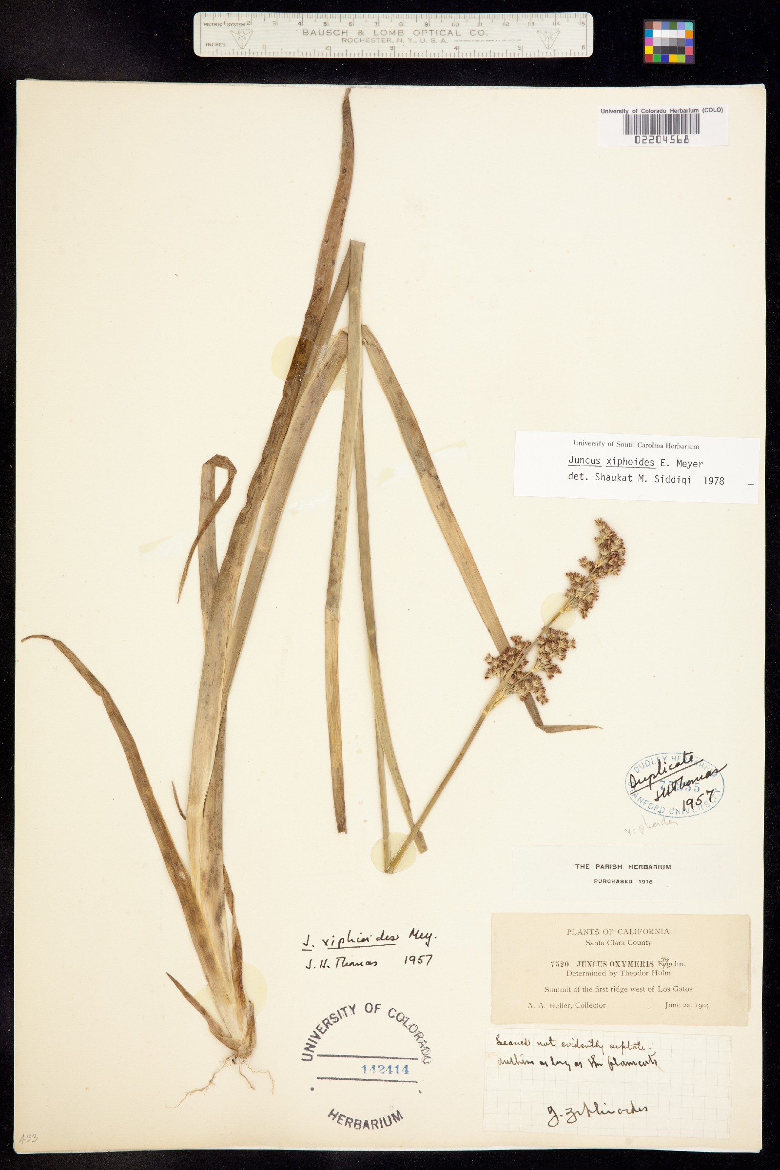 Juncus xiphioides image