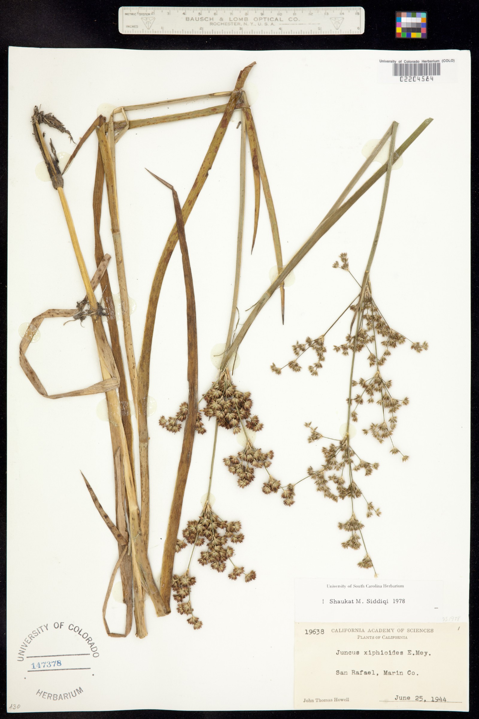 Juncus xiphioides image