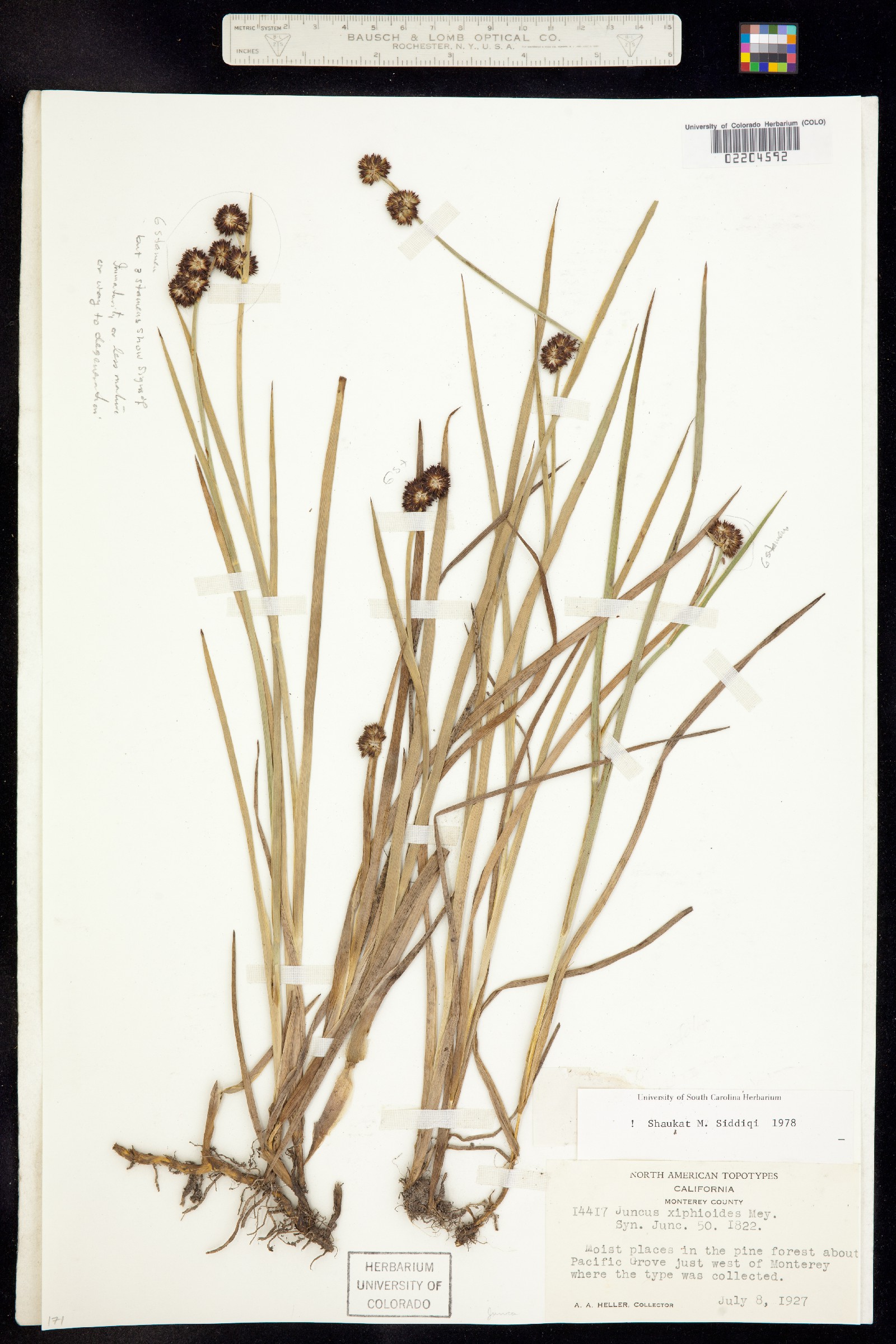 Juncus xiphioides image