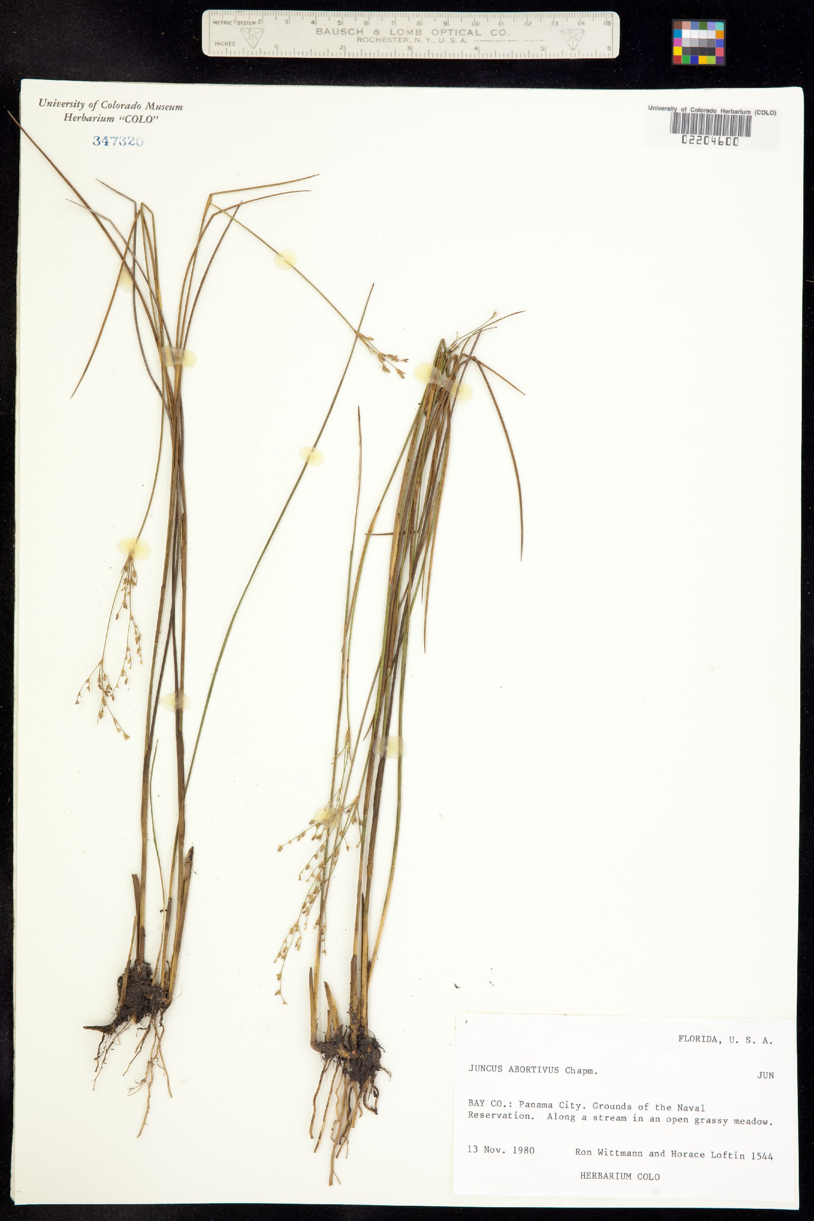 Juncus pelocarpus image