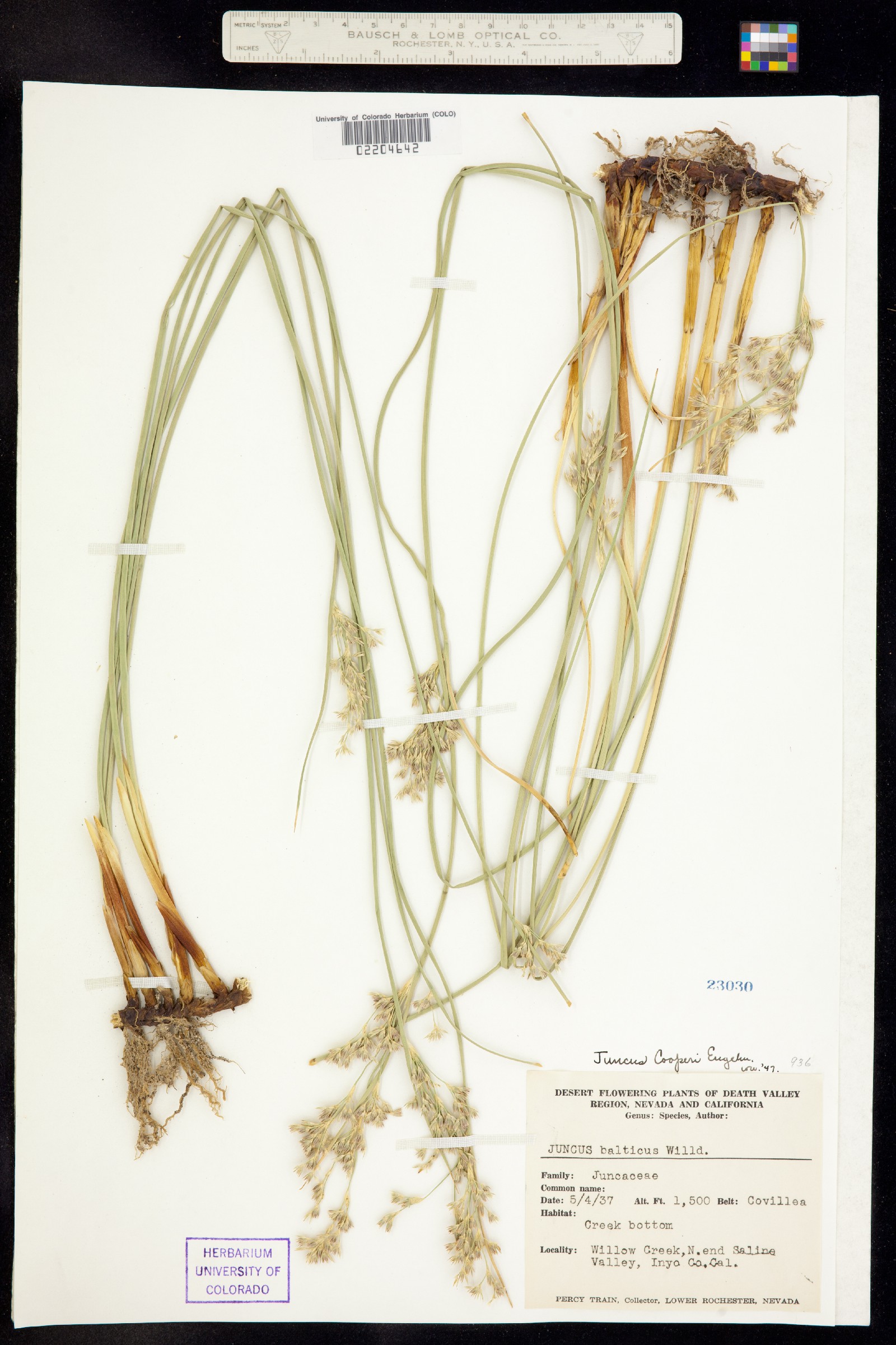 Juncus covillei image