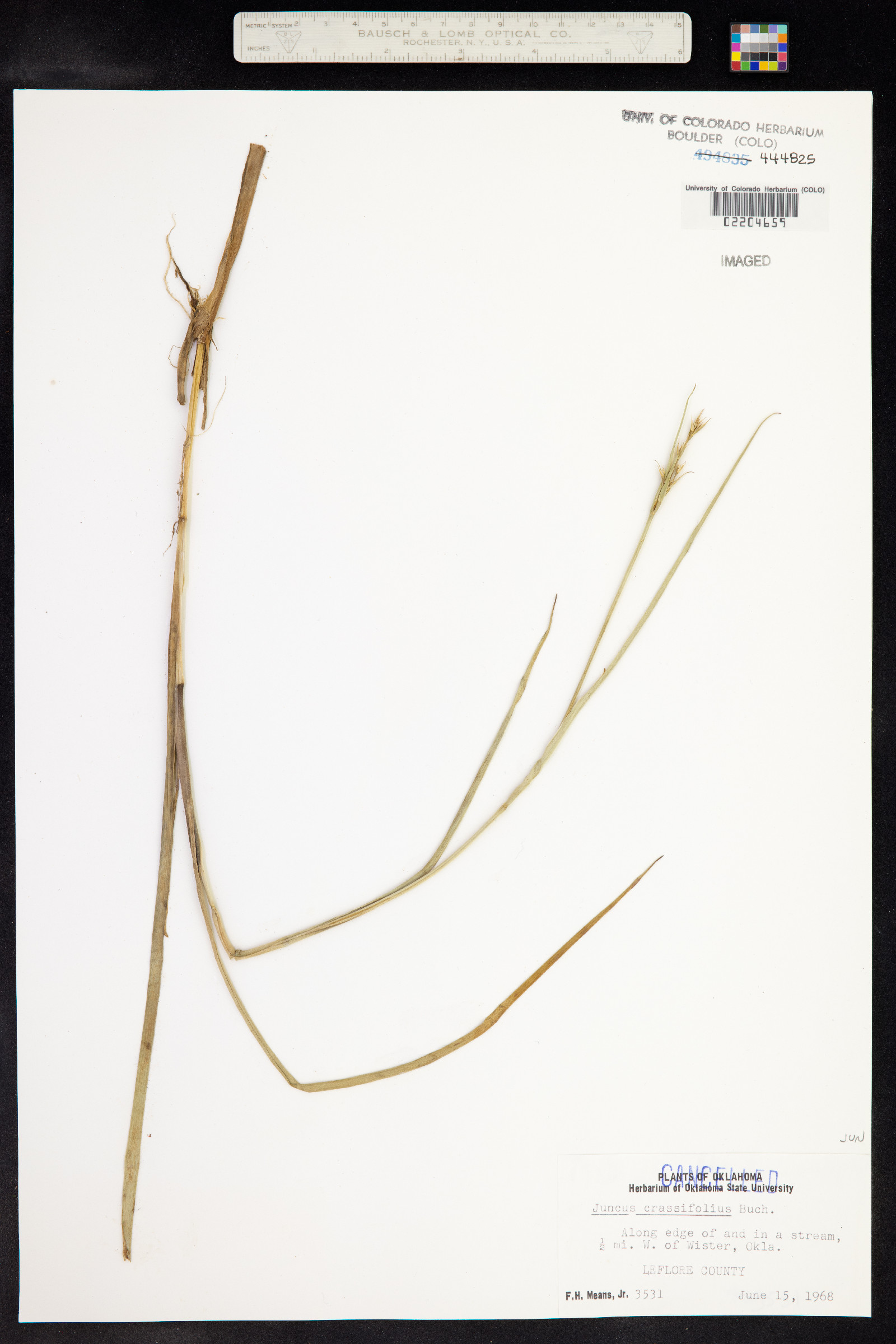 Juncus validus var. validus image