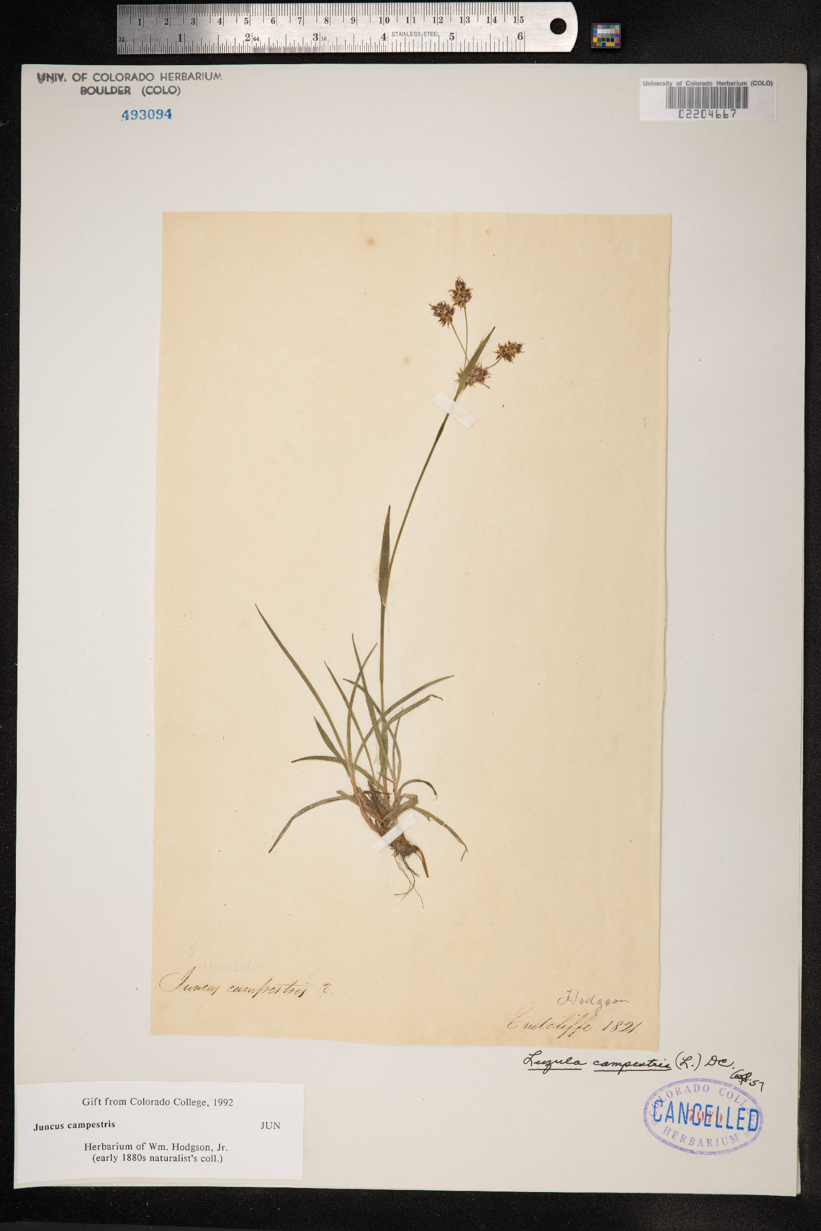 Juncus campestris image