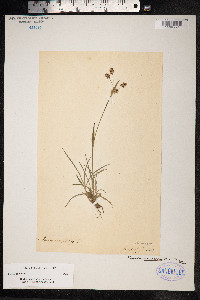 Image of Juncus campestris