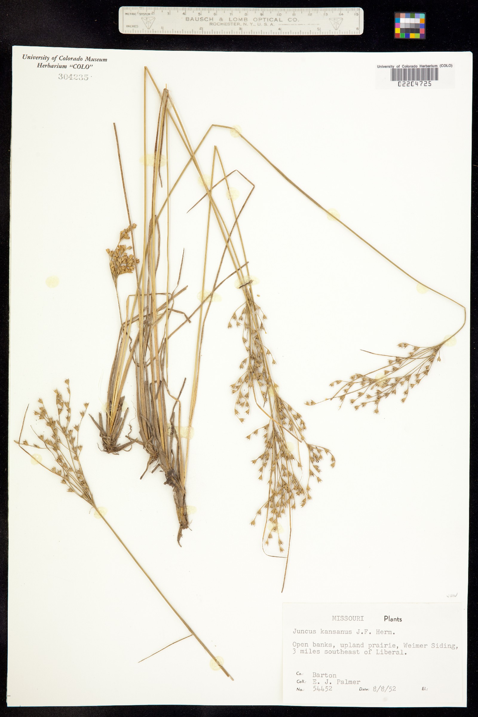 Juncus brachyphyllus image