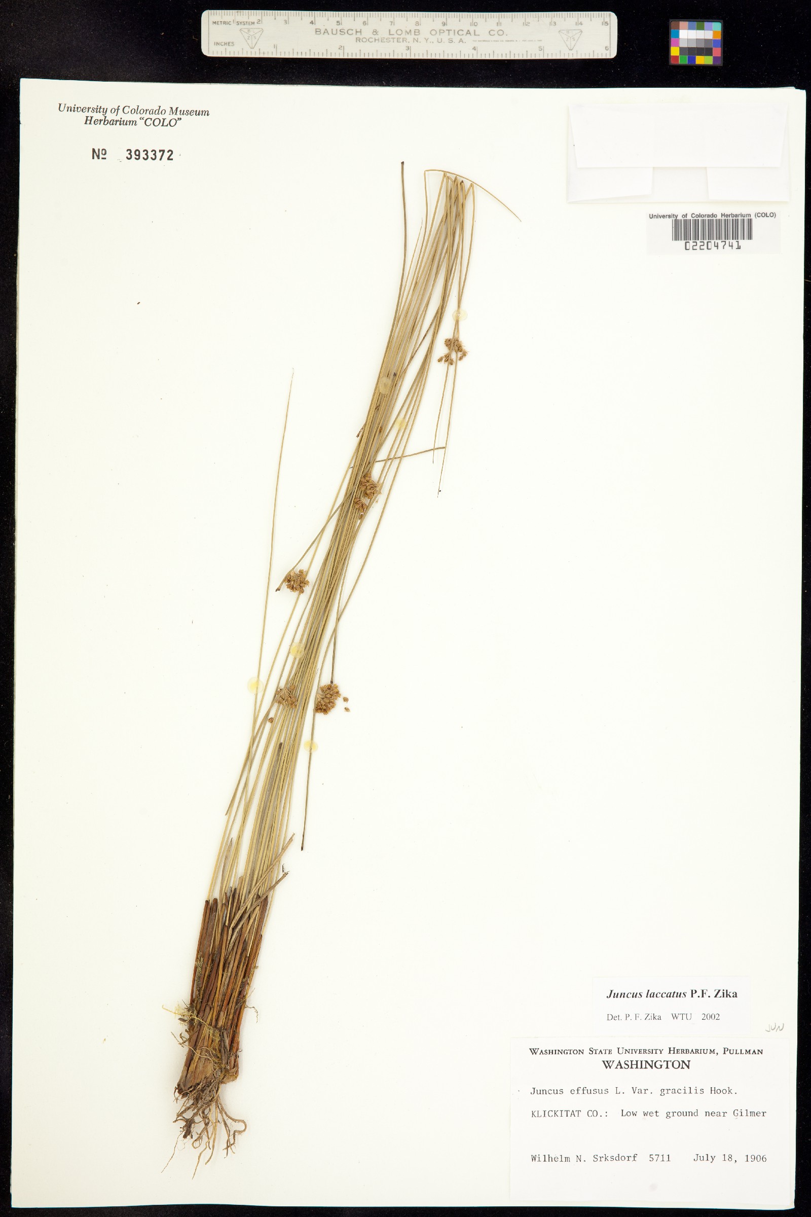 Juncus effusus image