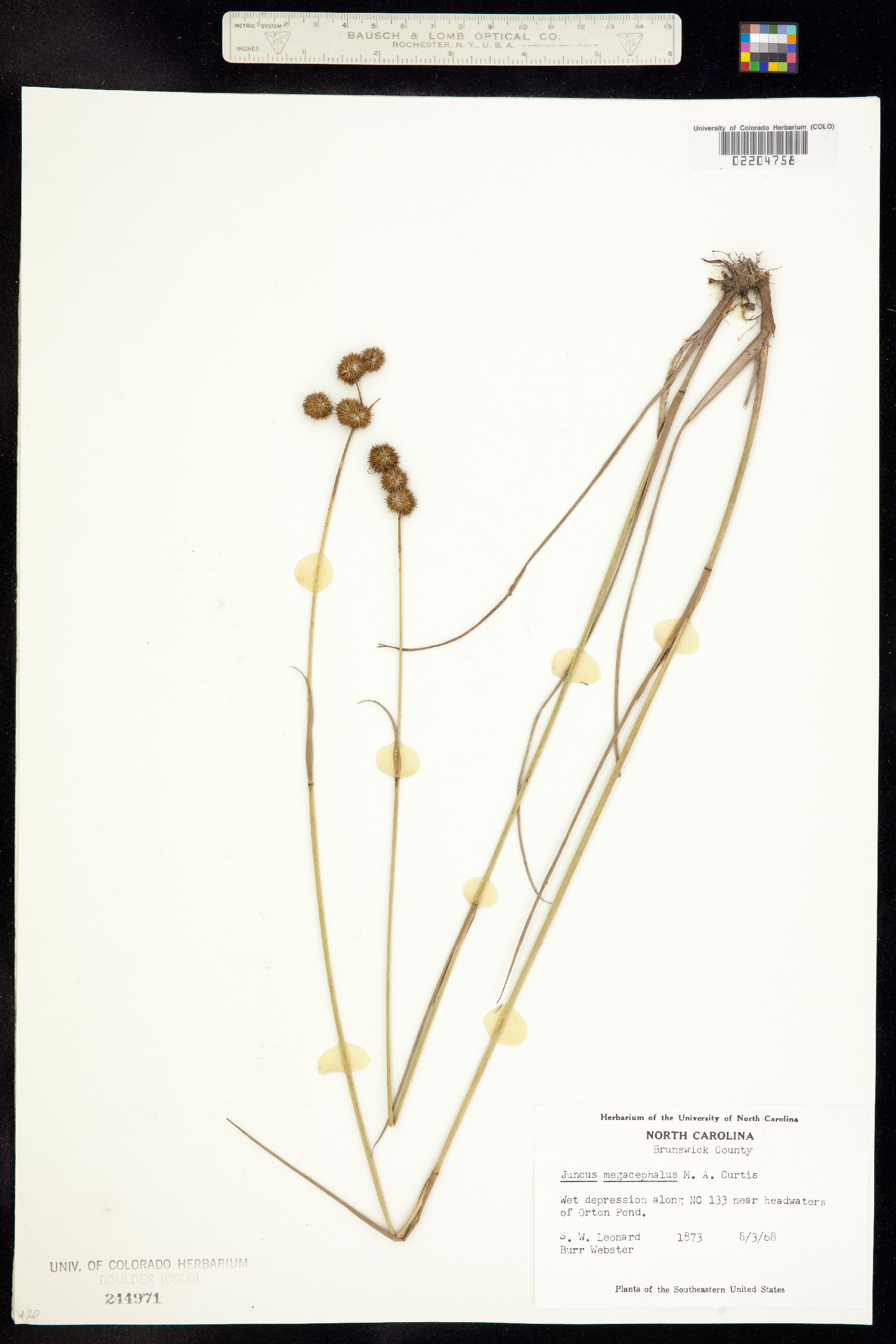 Juncus megacephalus image