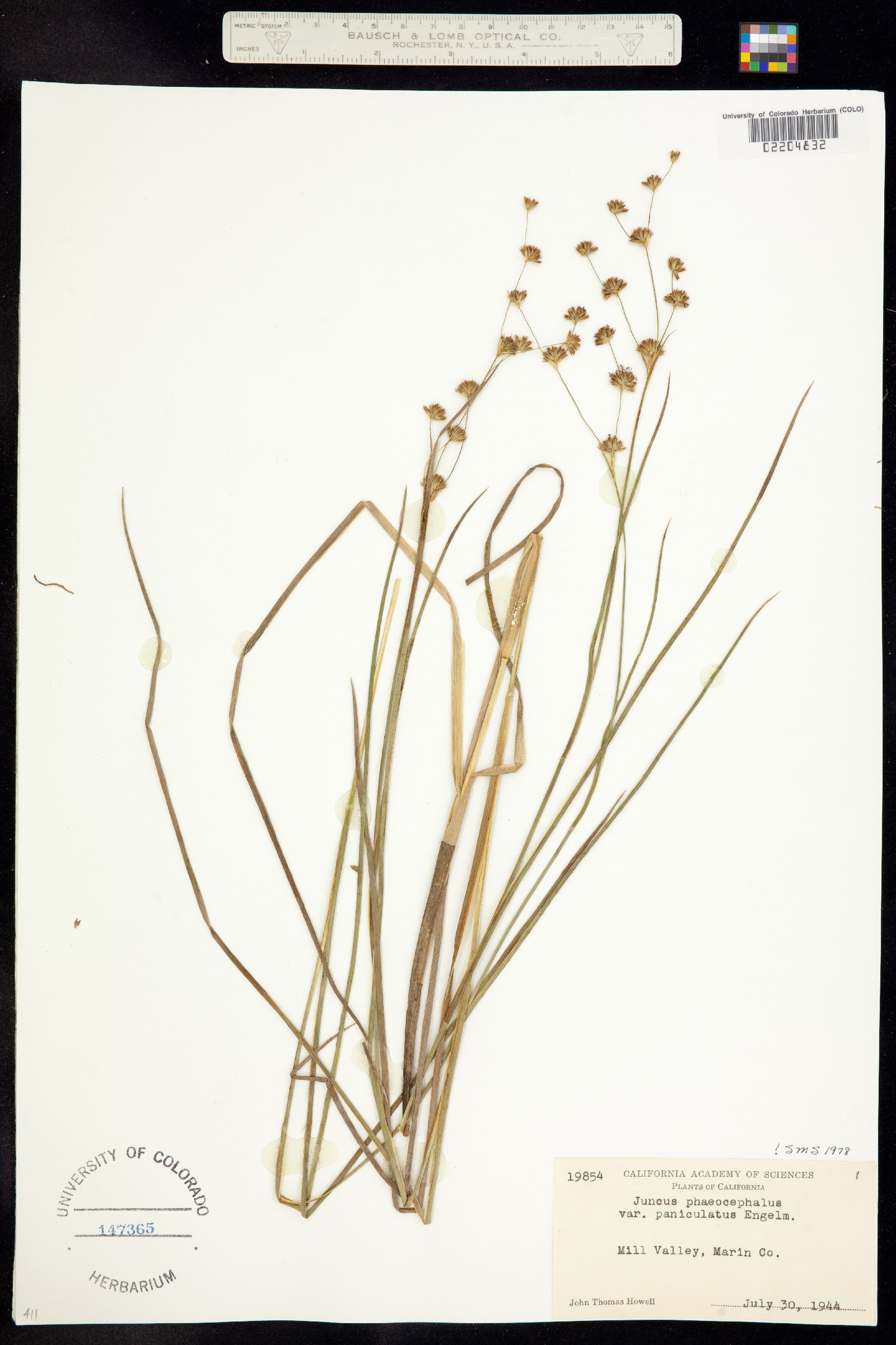 Juncus phaeocephalus image