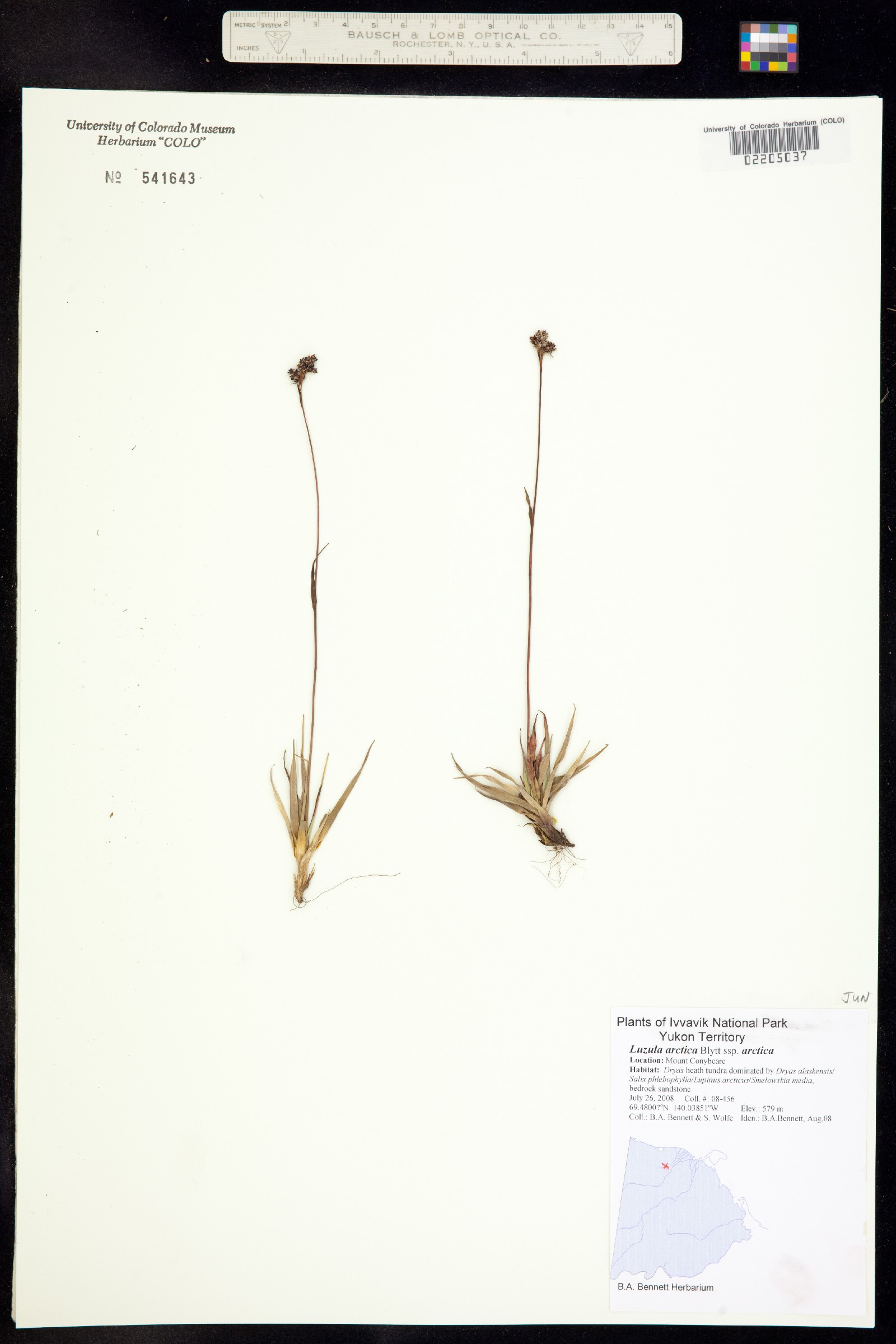 Luzula nivalis image