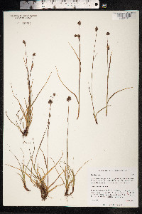 Luzula nivalis image